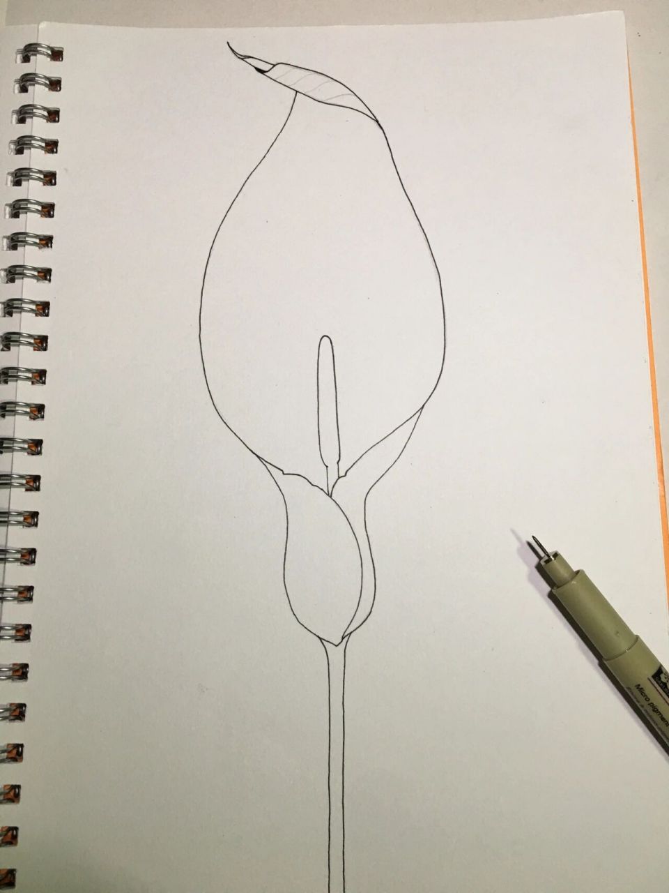 控笔练习62 植物线描 植物海芋,今天的图形简单点吧!