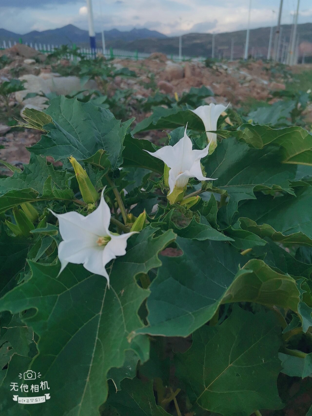 满山遍野都是这个植物,野生曼陀罗花