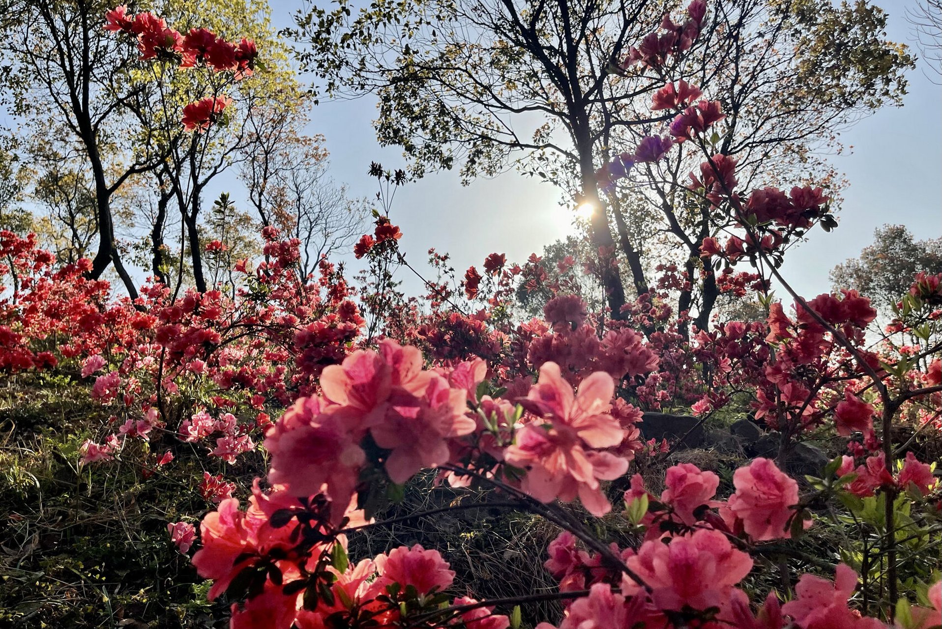 杜鹃又名映山红 它风姿绝艳,灿如云锦,令人眩目,有花中西施之美誉.
