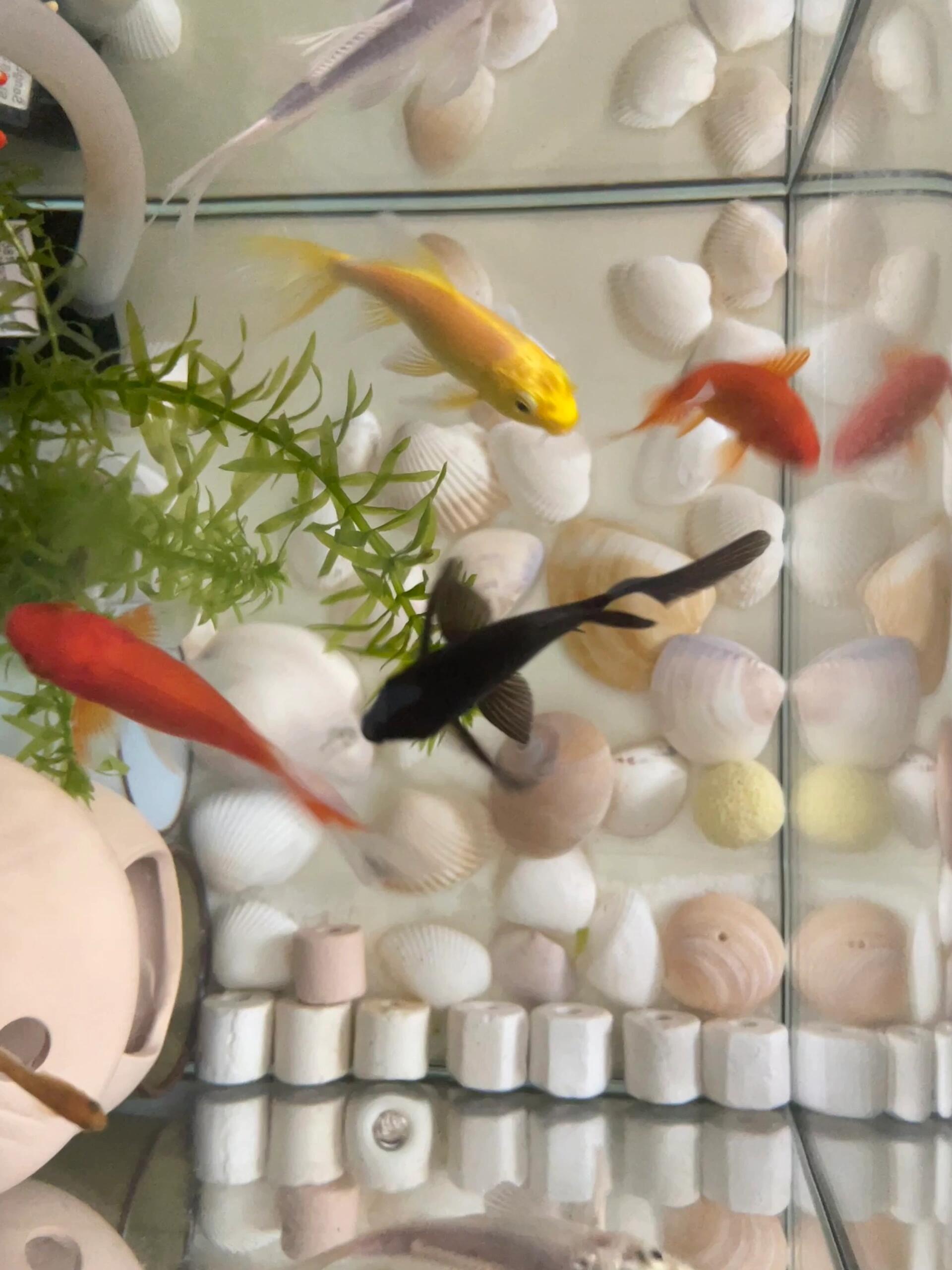 龙凤锦鲤 黄金招财白金起运红金迎喜黑金镇宅