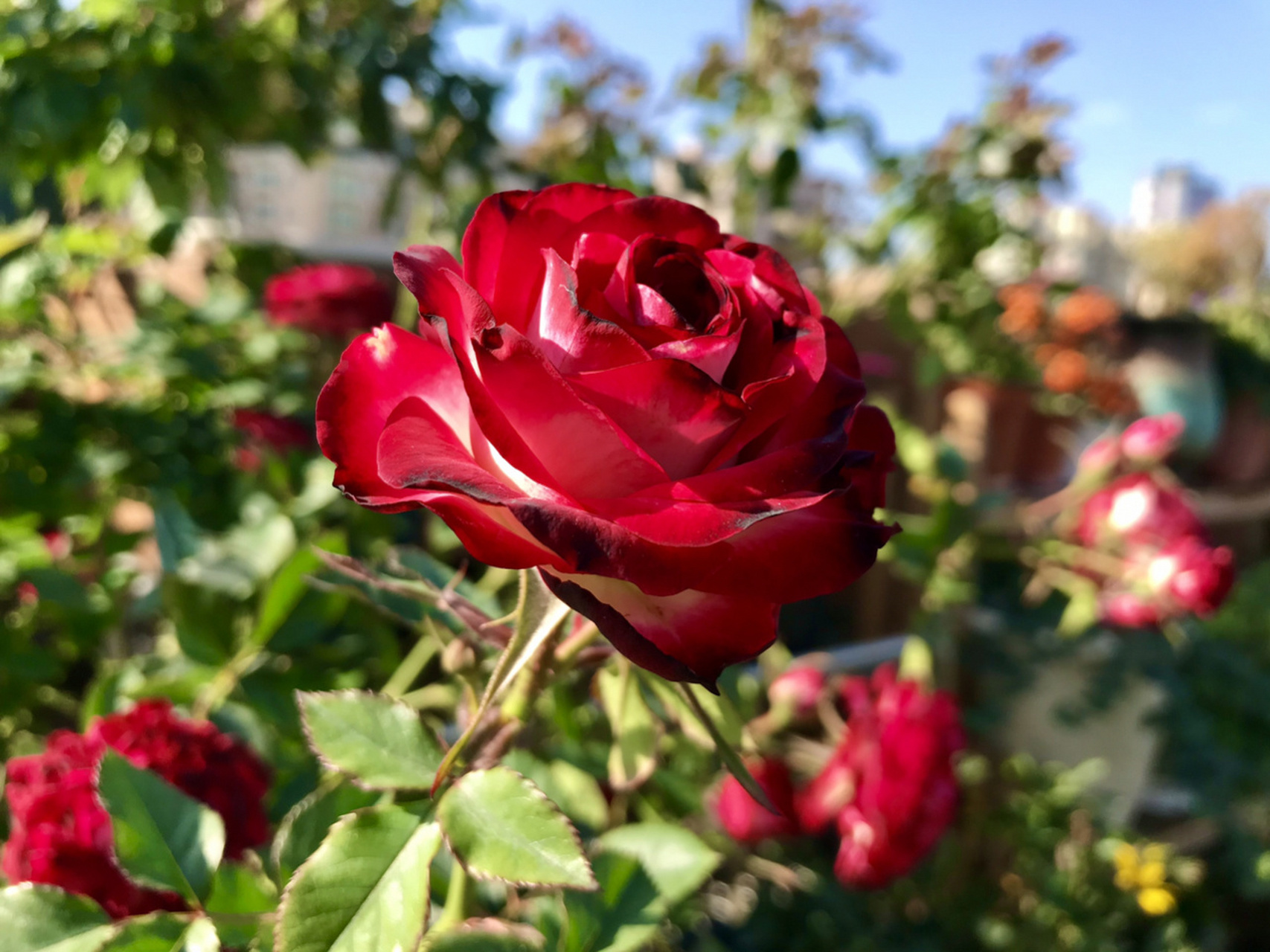 云南切花狮子座月季/复色多头/塑料花 这款是云南切花类狮子座玫瑰