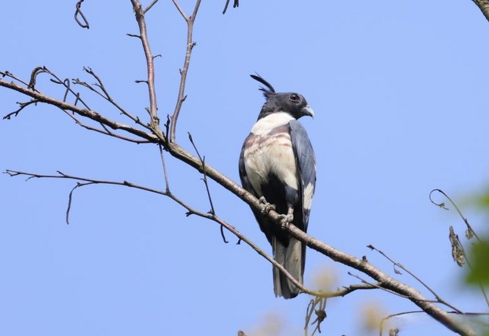 【2023年成都市夏季鸟类多样性调查情况公布】#3500余只夏候鸟在成都