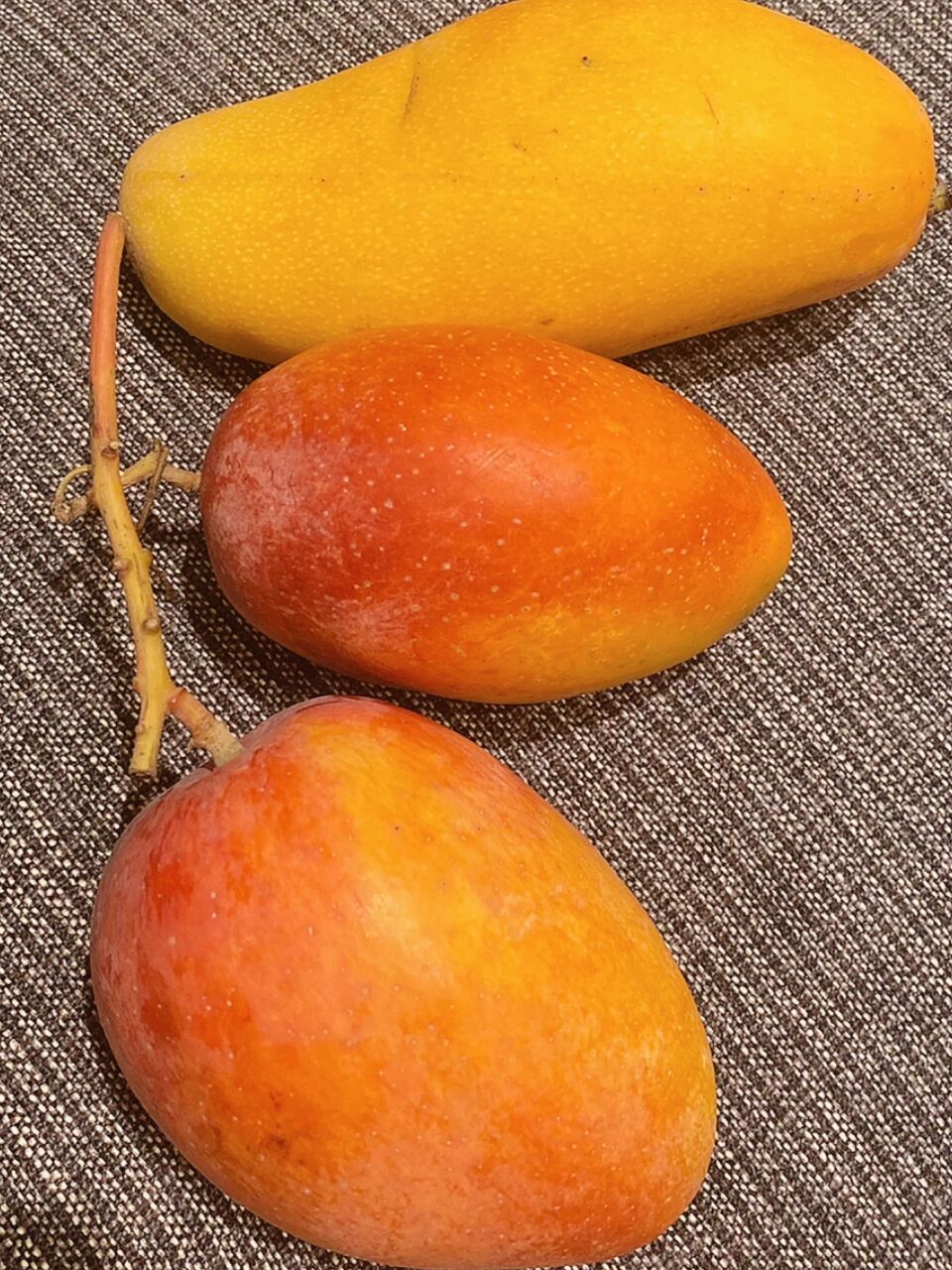 即使只吃一个也会过敏,但吃台湾的爱文芒果和金煌芒果,都不会过敏喔