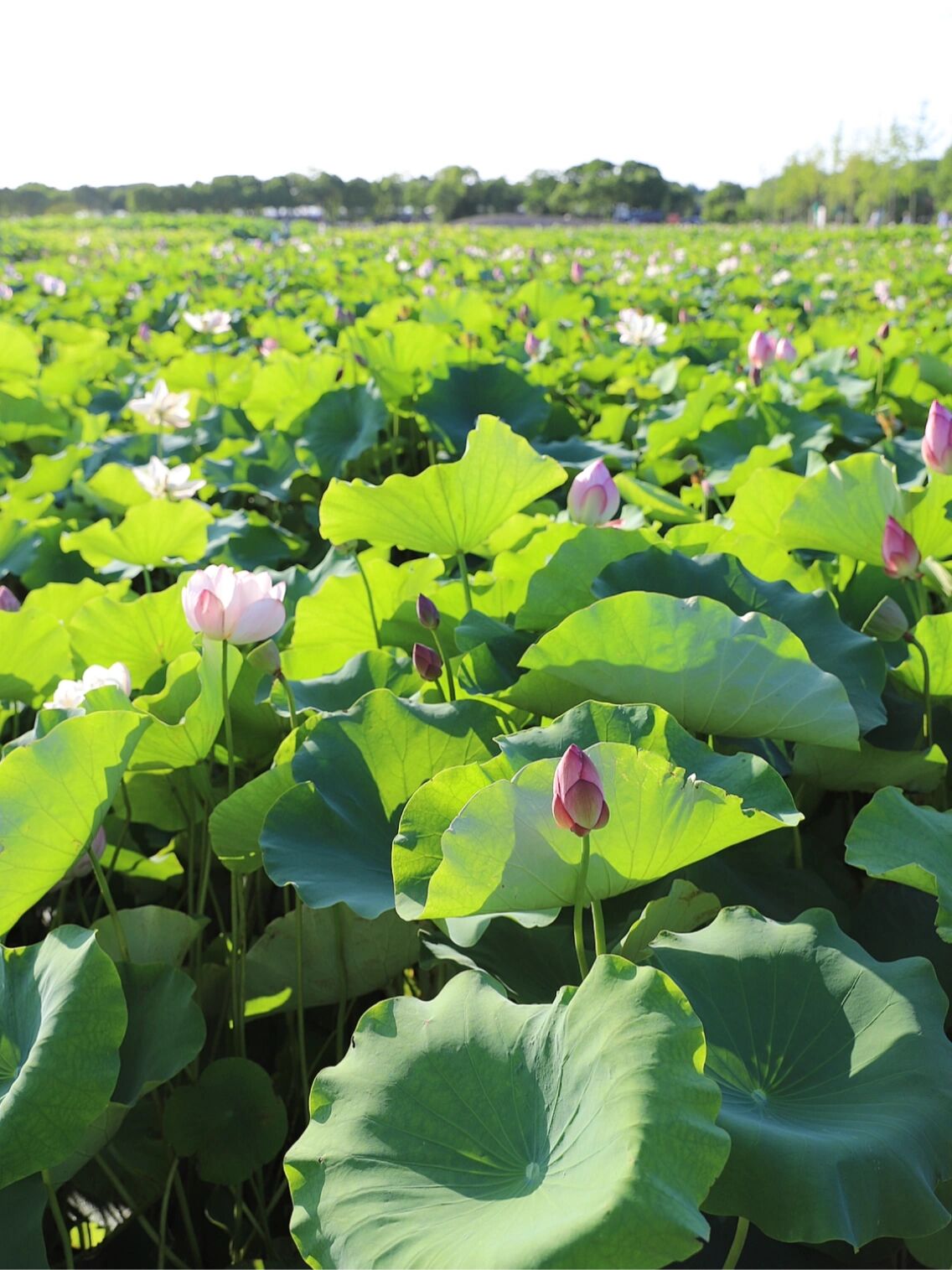 上海80亩荷花盛开,嘉北郊野公园去打卡 夏天打卡80亩荷花,不用去杭州
