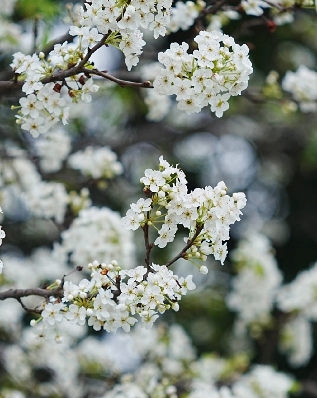 梨花的图片 梨花盛开,春意盎然  🌸🌼春日的午后,阳光透过稀疏的