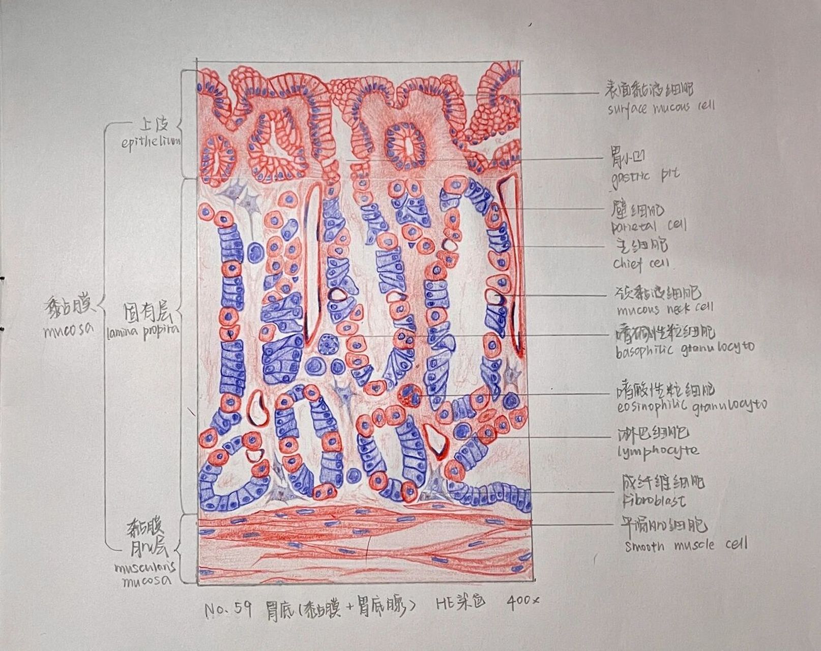 组胚红蓝铅笔绘图图片