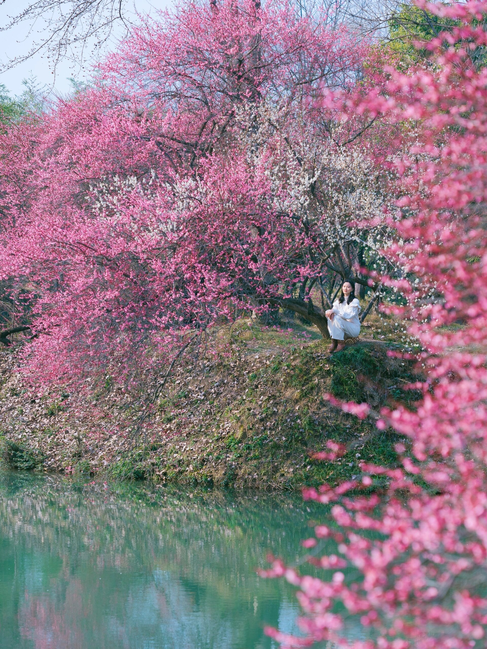 报告6015西溪湿地的梅花开啦94附拍照机位攻略