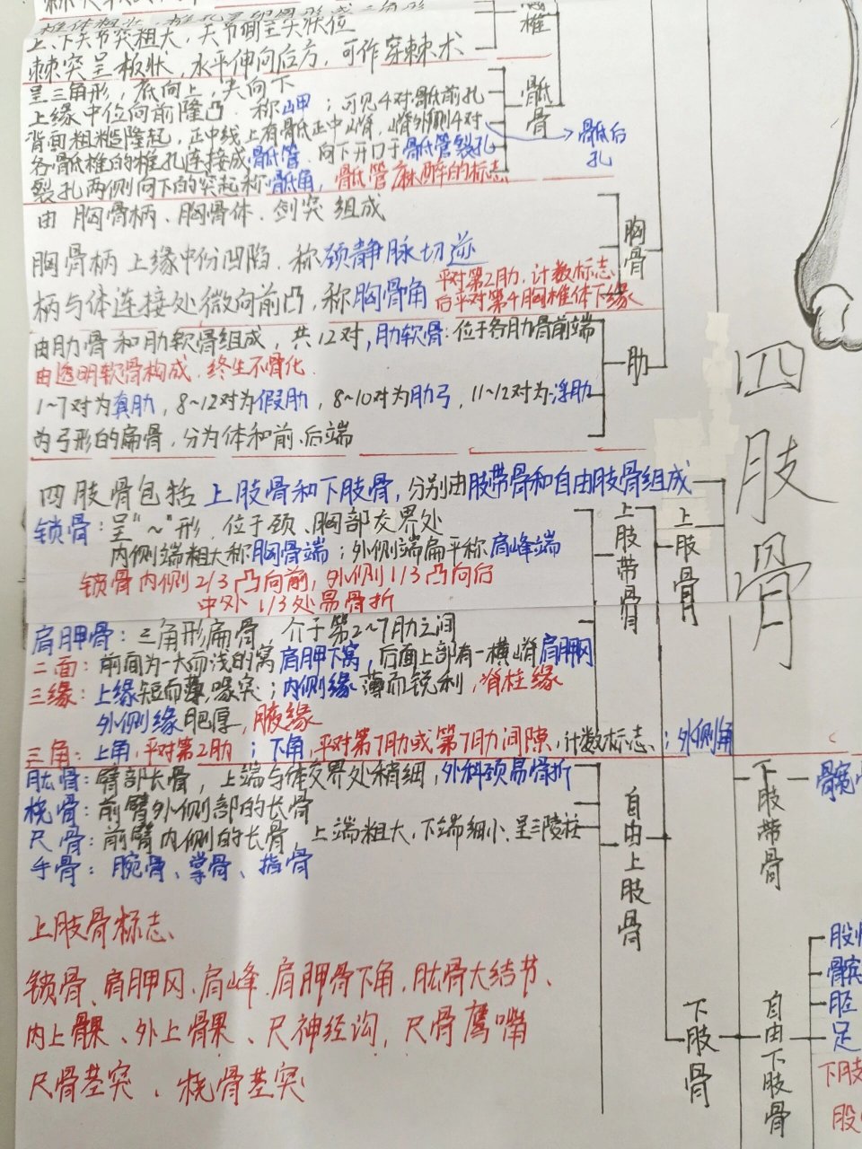 骨学的知识框架图图片