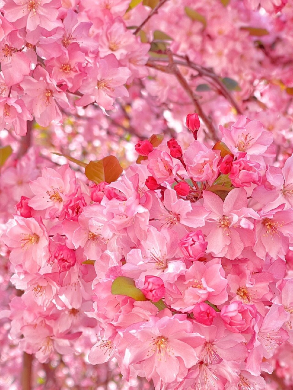 海棠花 #美# #海棠花# #植物# #海棠# #花海# #春天# #户外# #春光