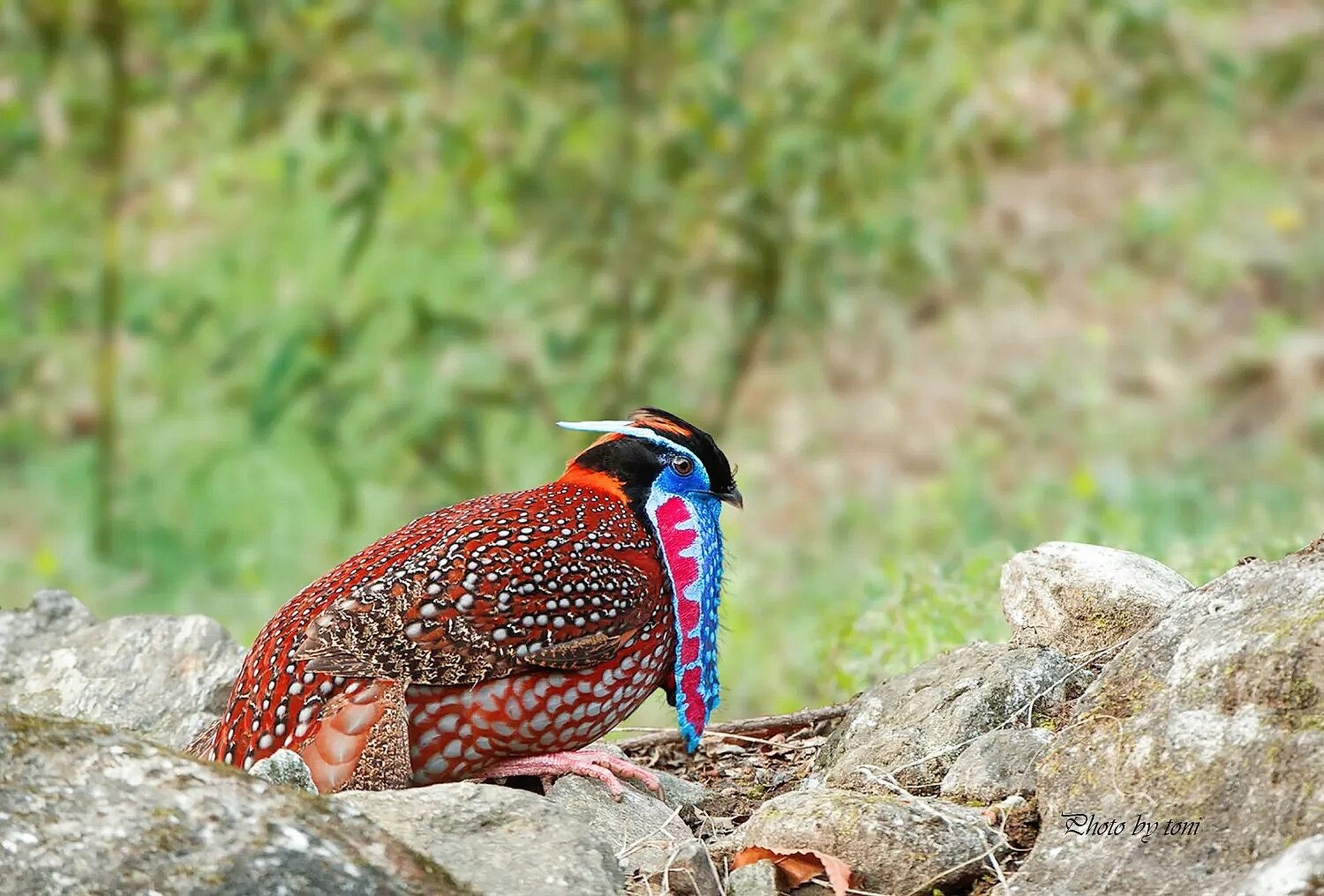 鸡中贵族|身穿绫罗绸缎|"娃娃鸡" 94红腹角雉(学名:tragopan