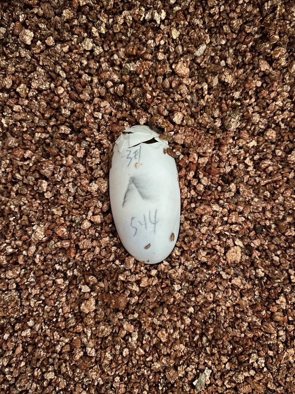 黄缘蛋孵化记录 今年的两颗蛋,已经开始在啄颗了.