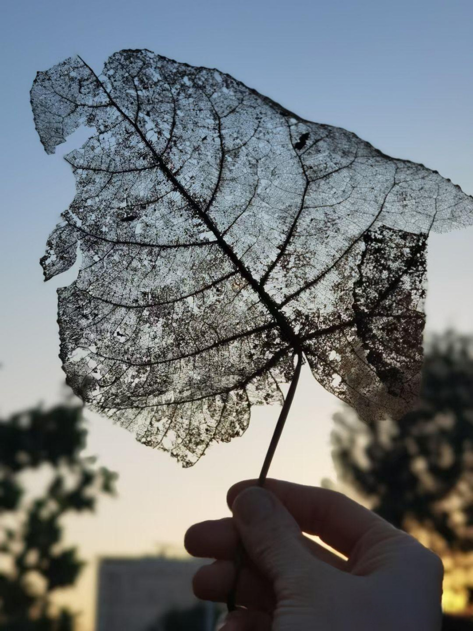 一片非常普通的杨树叶子,在经历了岁月洗礼,沧桑巨变后,蜕变成一种
