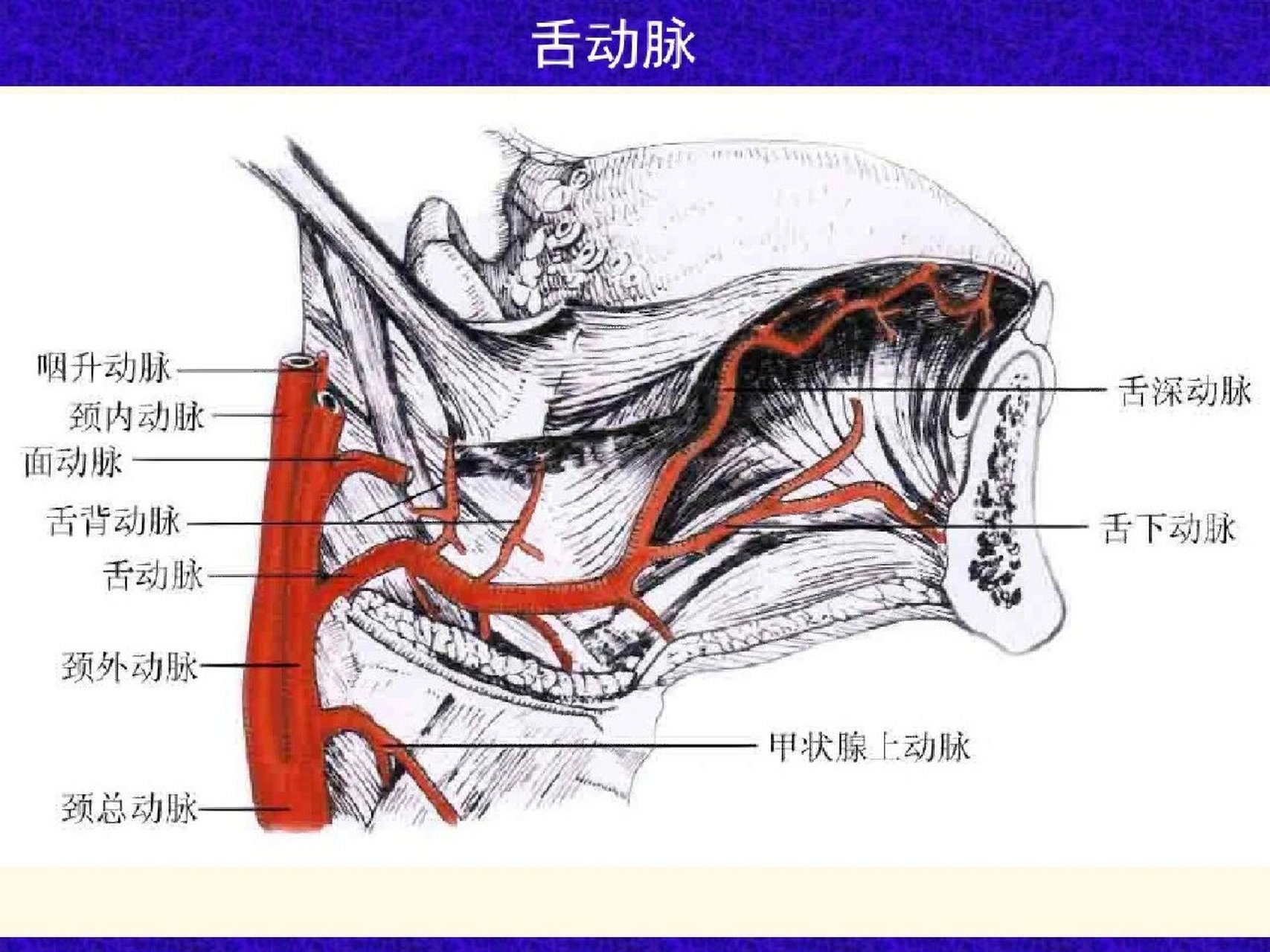 腭升动脉位置图图片