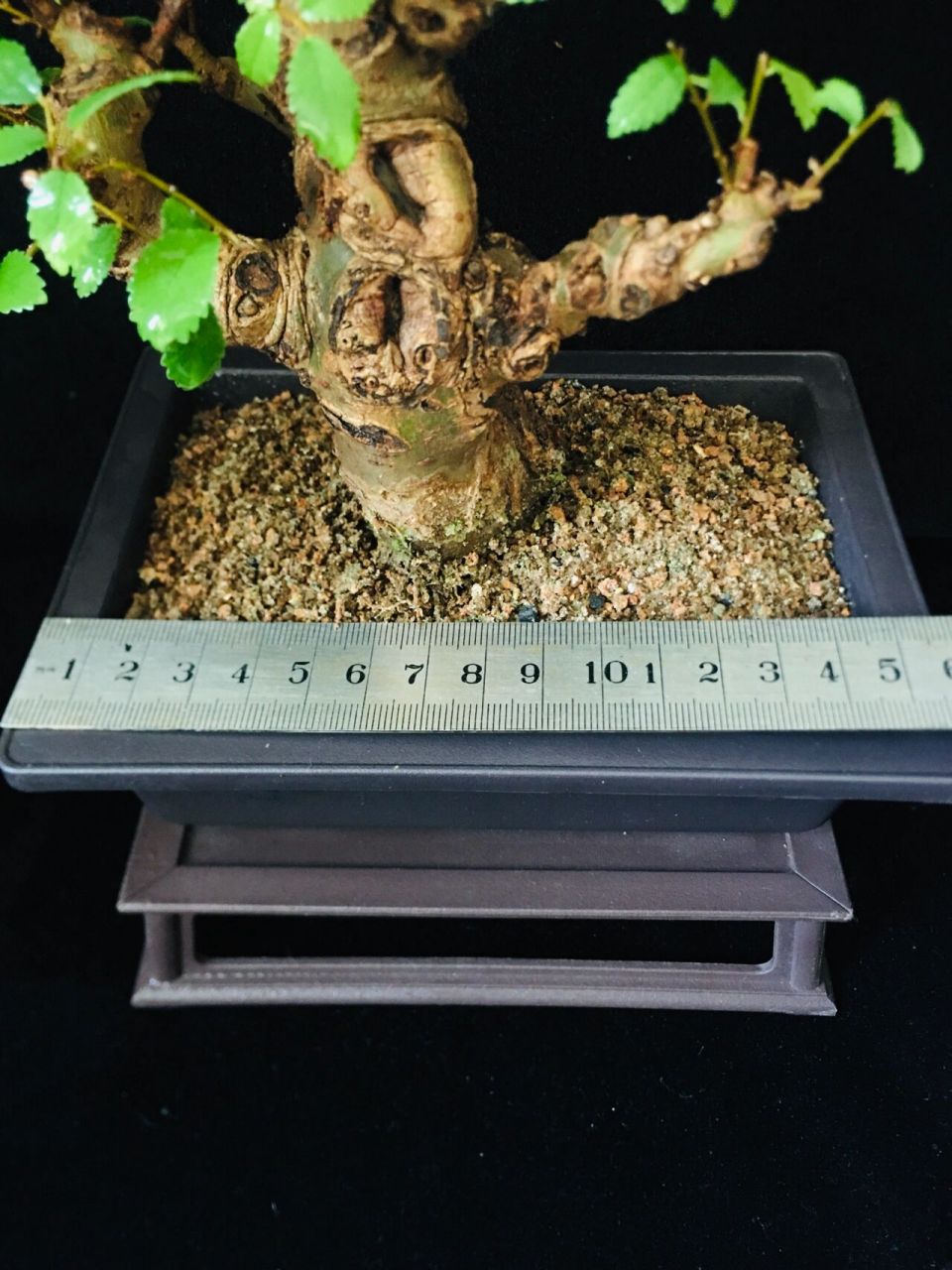 小叶榔榆盆景 红芽小叶榔榆,遇到合适的温度,新叶会发红养了十多年了