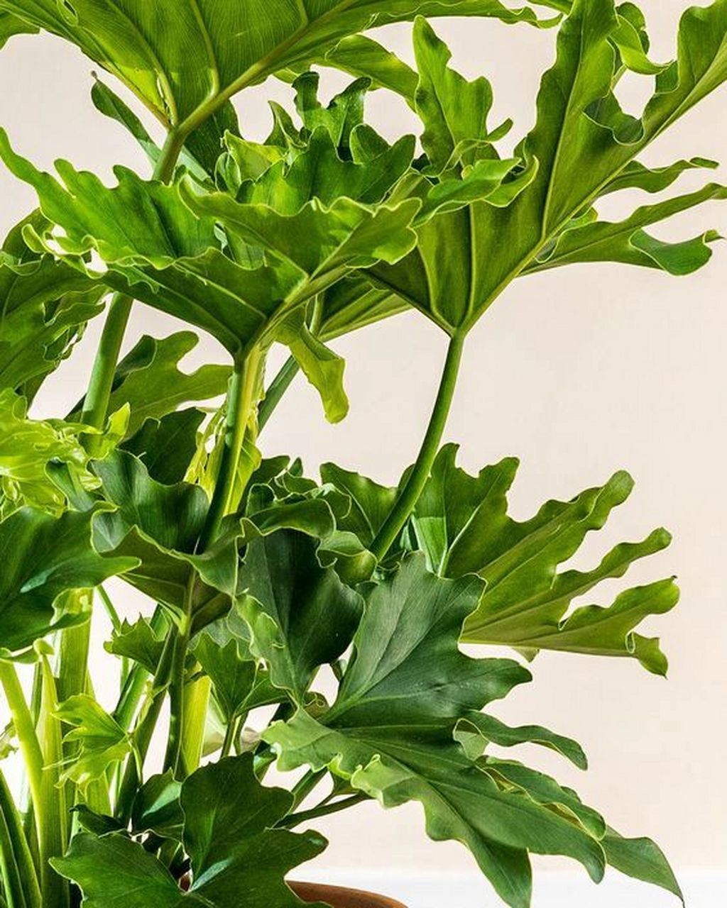 木植百科#春羽# 春羽(学名:philodenron selloum),又名春雨,是天南星