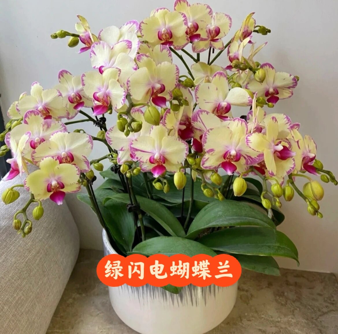 总有一款花能够治愈你 绿闪电蝴蝶兰