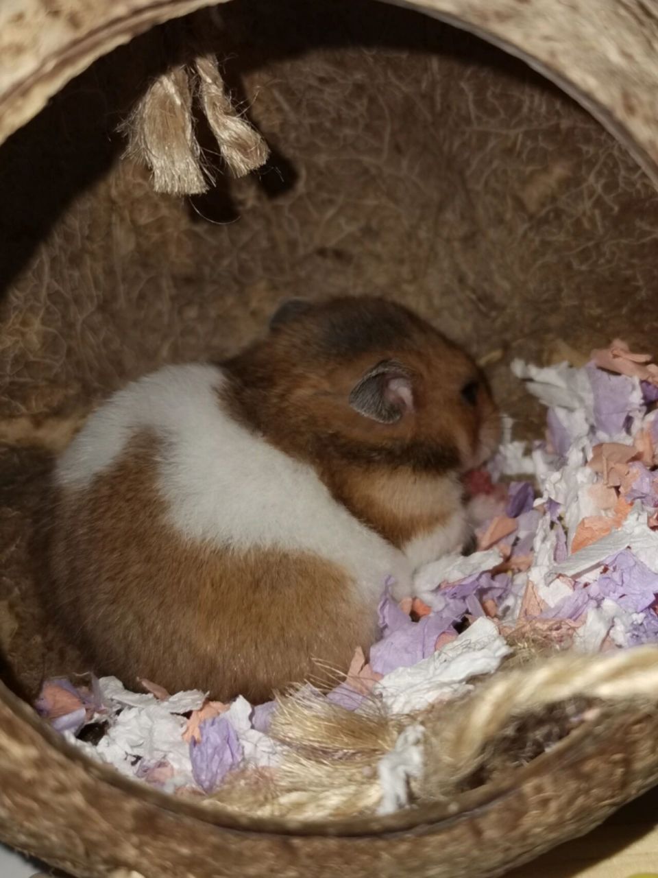 金丝熊一直打喷嚏 请问如何判断是感冒还是粉尘过敏.