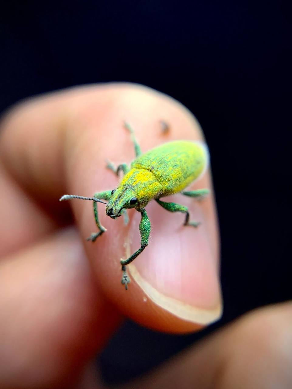 绿色小象98 绿鳞象甲,身上像贴了金粉,闪闪的[害羞]#昆虫# #甲虫