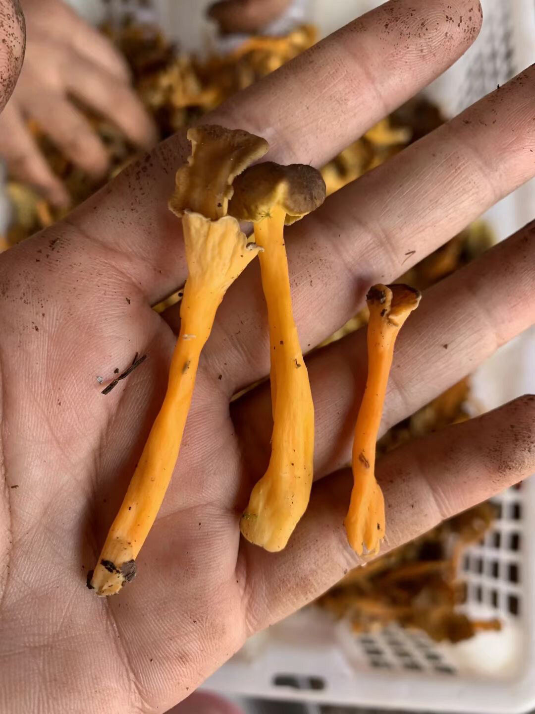 桂花菌969696 桂花菌又名桂花耳,生在深山野岭,因芬芳如桂,故名