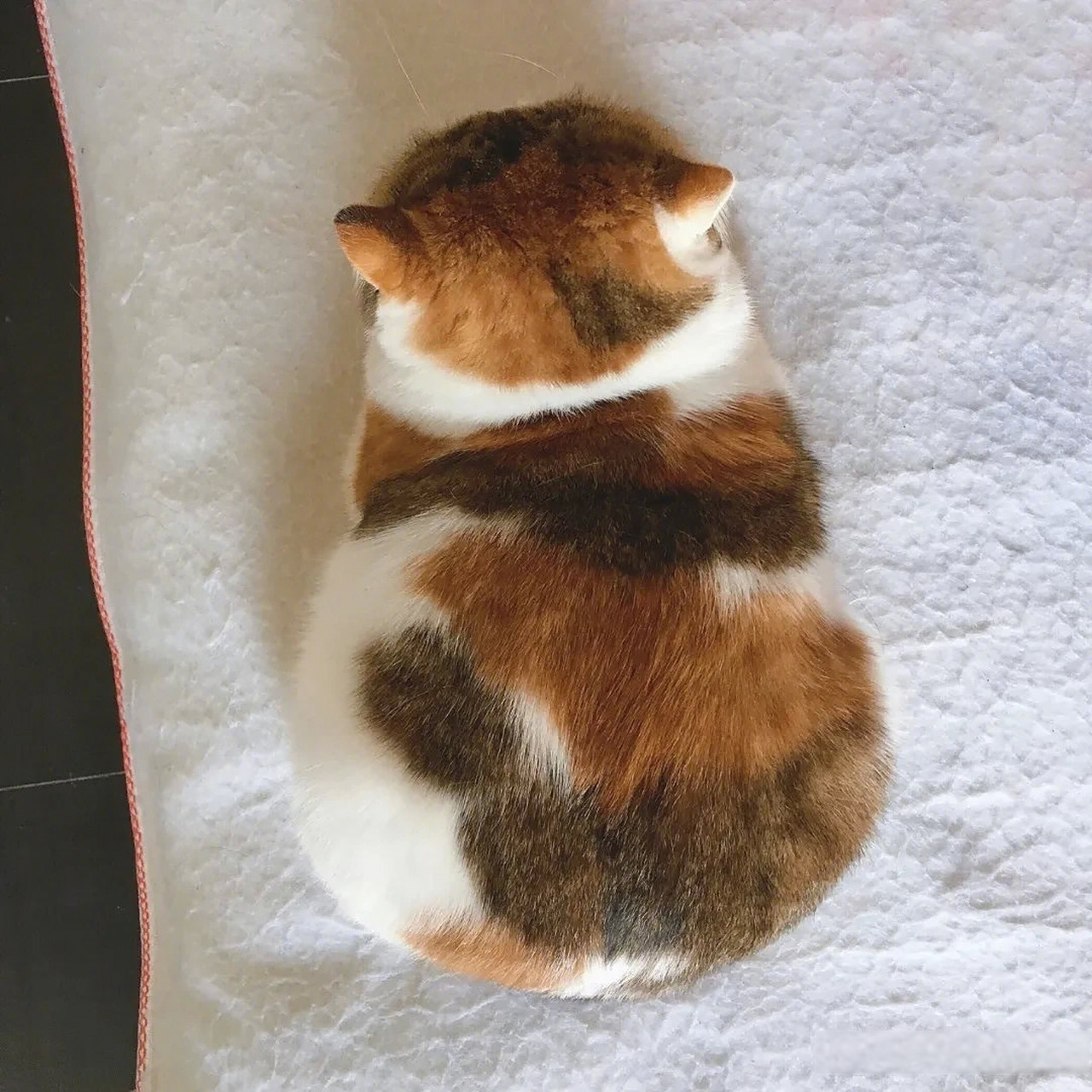 救命,这猫咪的背影真的好可爱啊,好想rua啊!