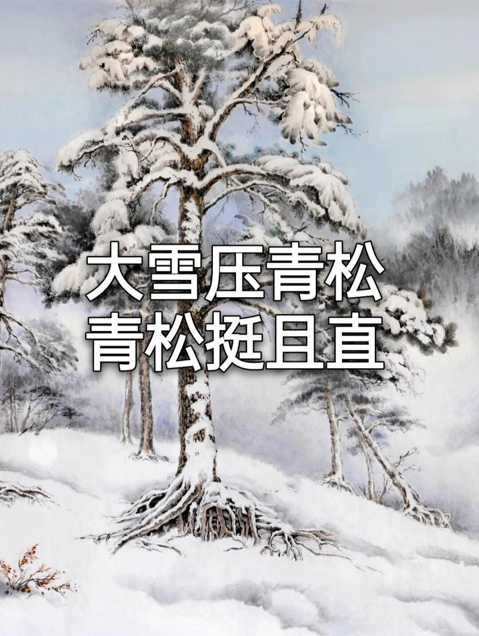 雪松的拼音图片