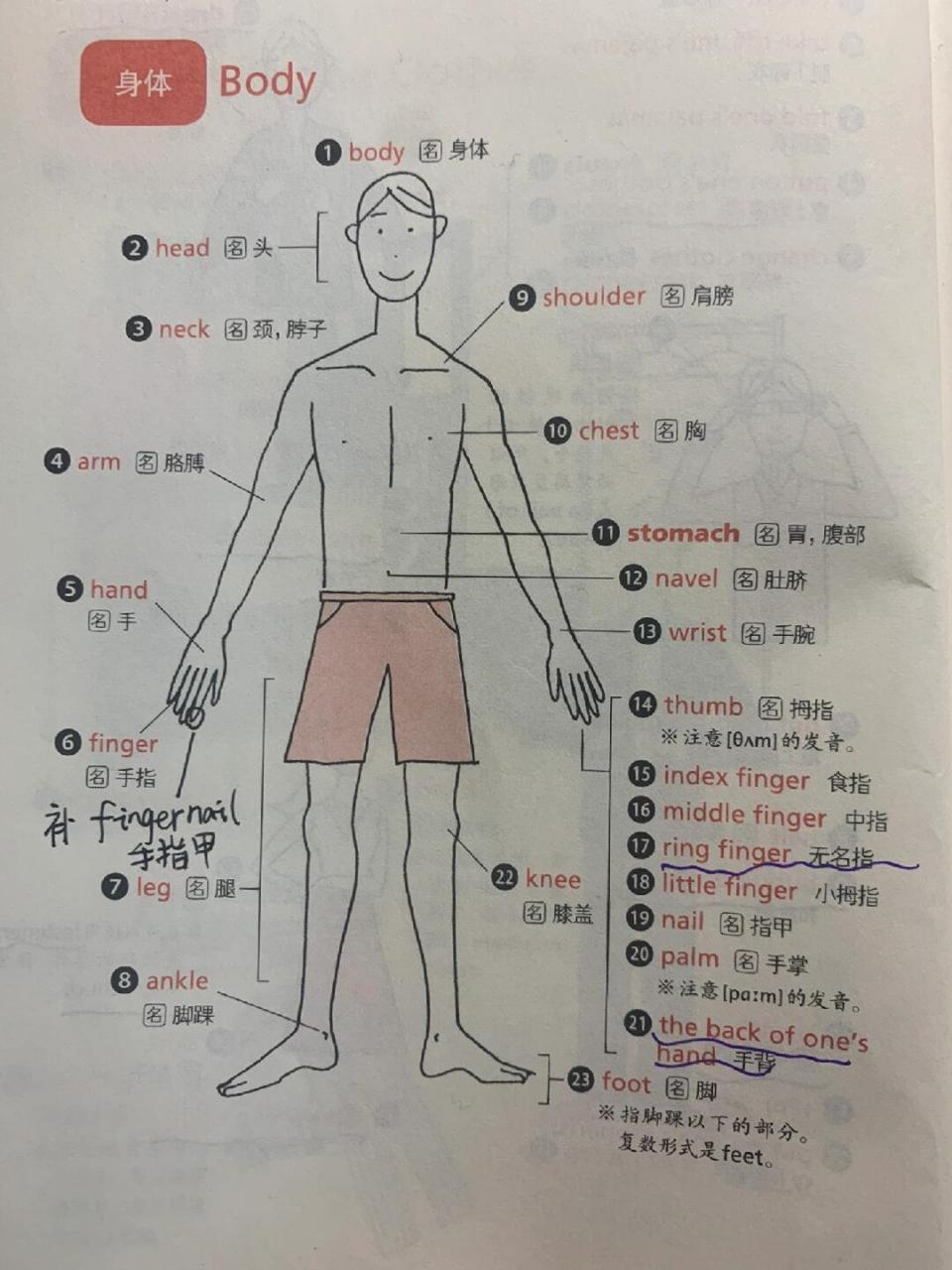 人体部位的英语显示图图片