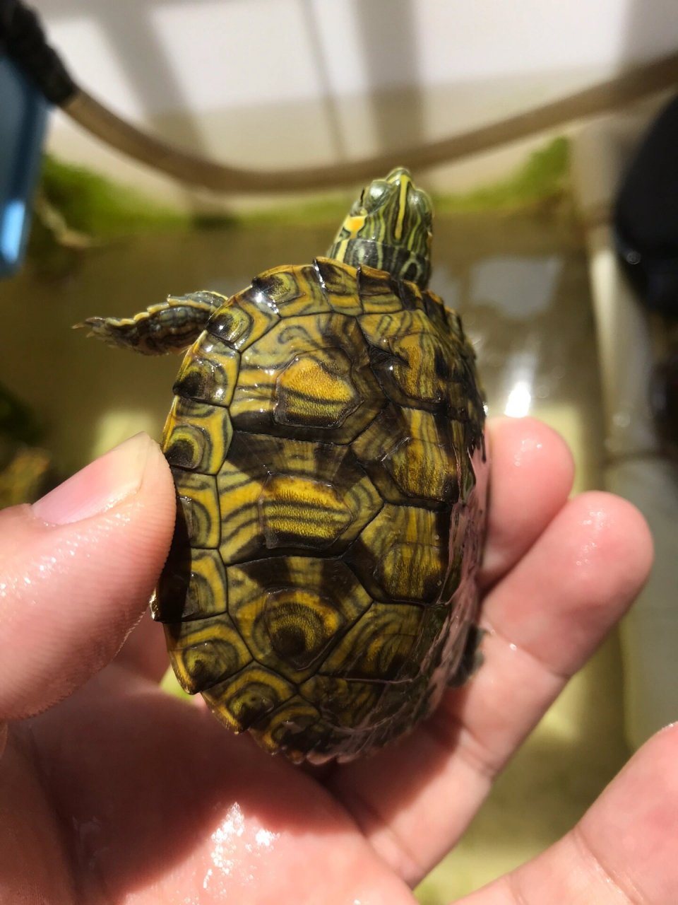 格兰德杂黄耳龟 巴西脸杂交,背甲卡尺6,26甲风水甲,一直冷水养,皮实