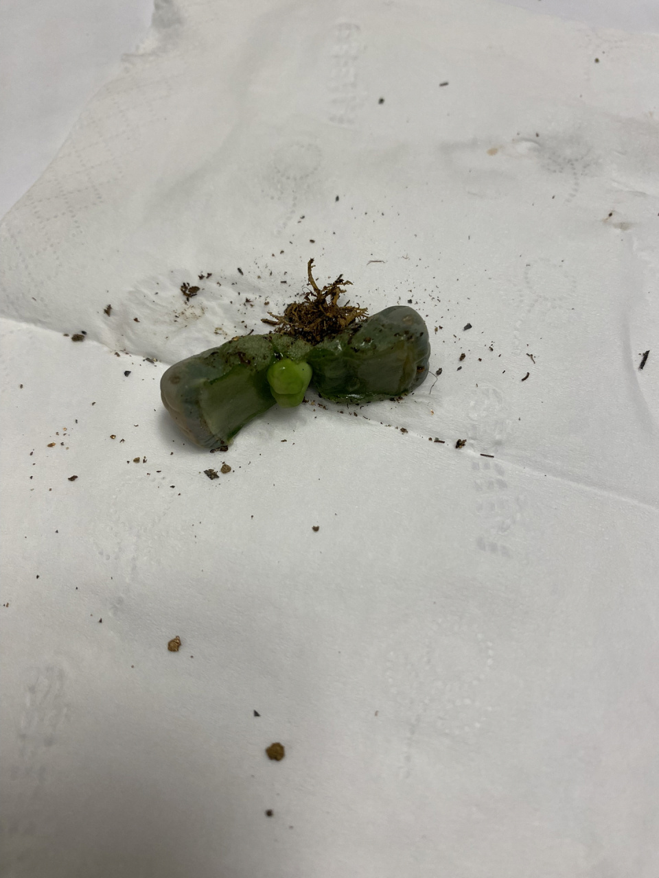 生石花好像有点化水了该怎么办 生石花有点软了,里面有崽崽,该怎么