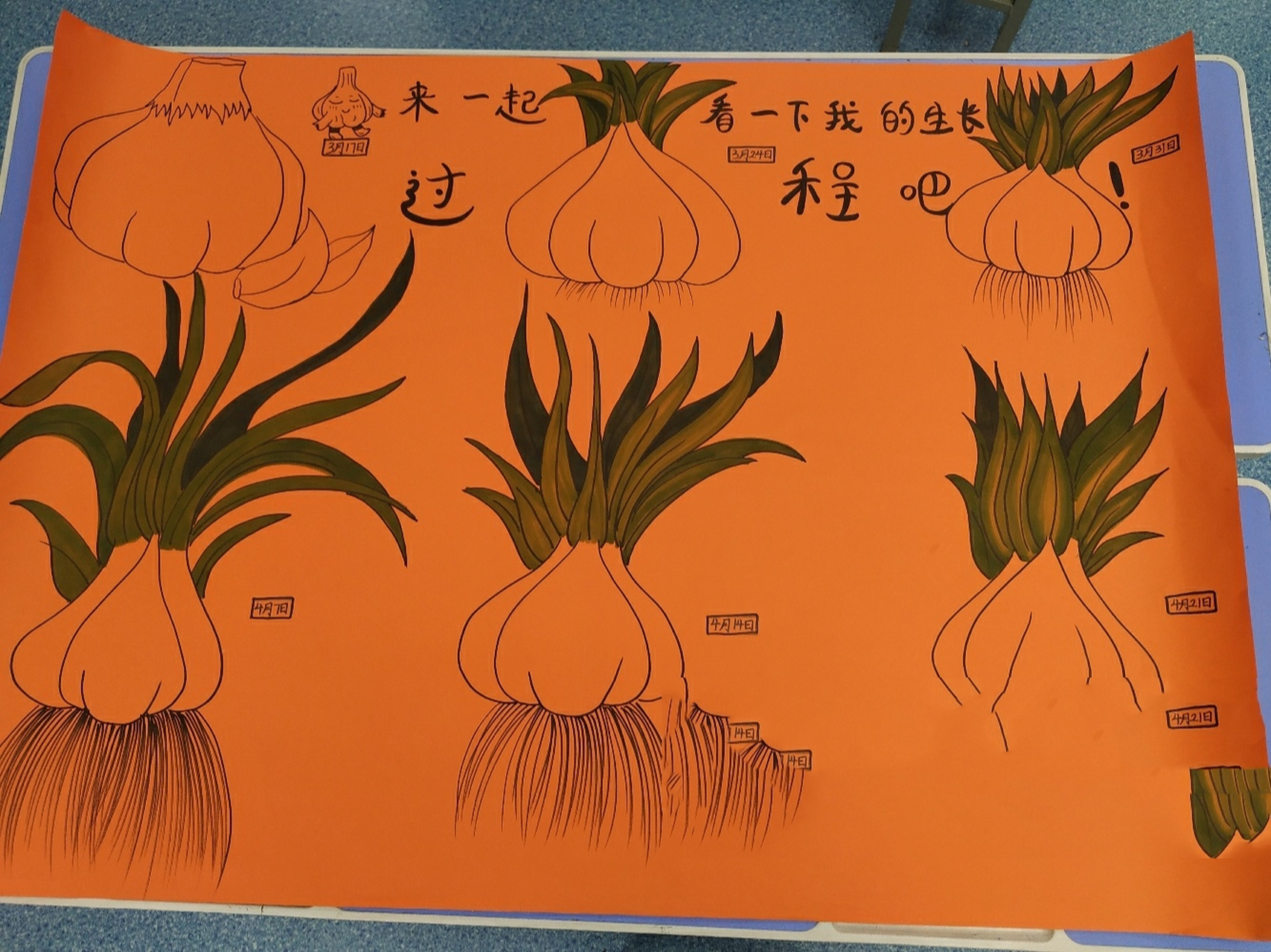 大蒜的生长过程 大蒜的生长过程绘图