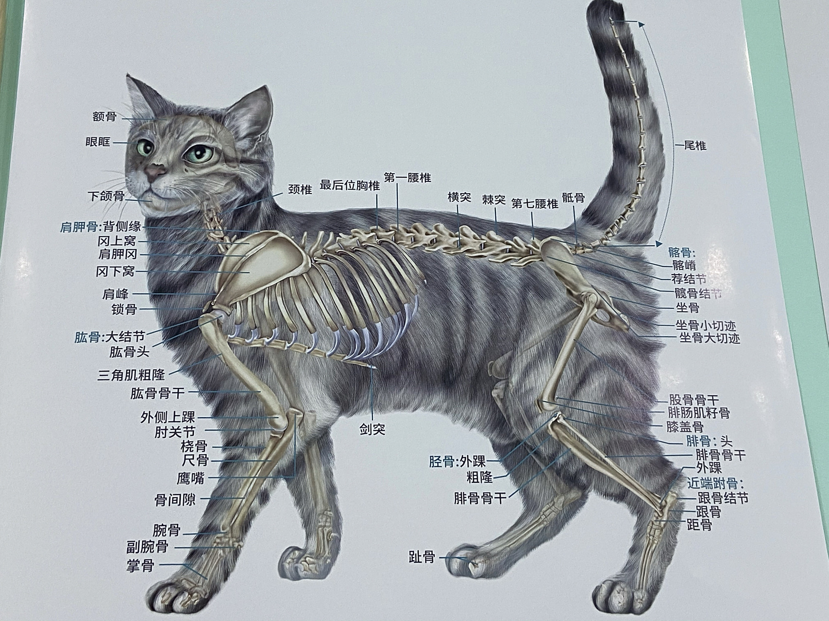 猫咪结构图781593养宠家庭可以了解一下