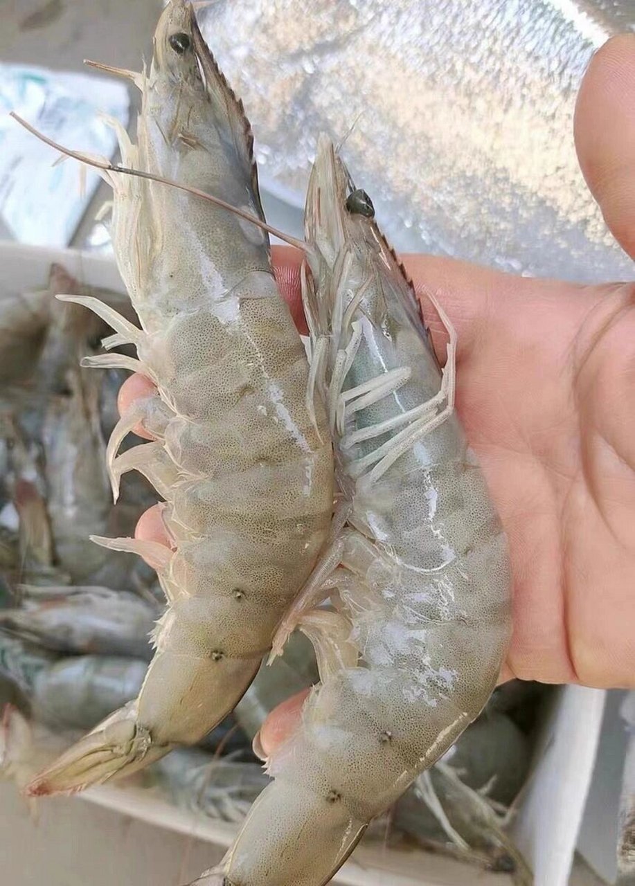 经常看到直播间宣传野生海捕大虾,我就想问问现在禁渔期,哪来那么
