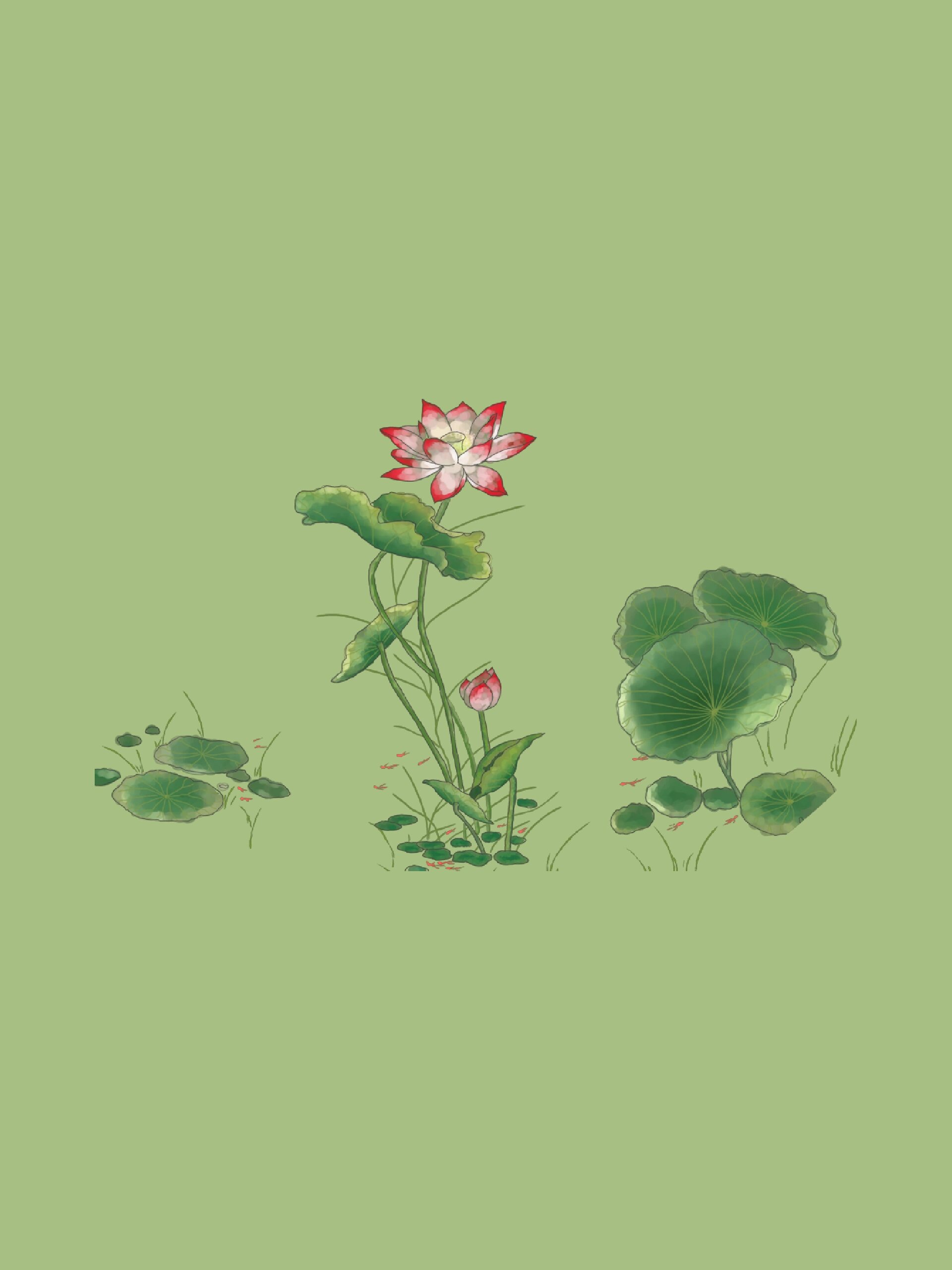 出淤泥而不染,中国风的荷花插画设计更有一种禅意美  图片素材来源