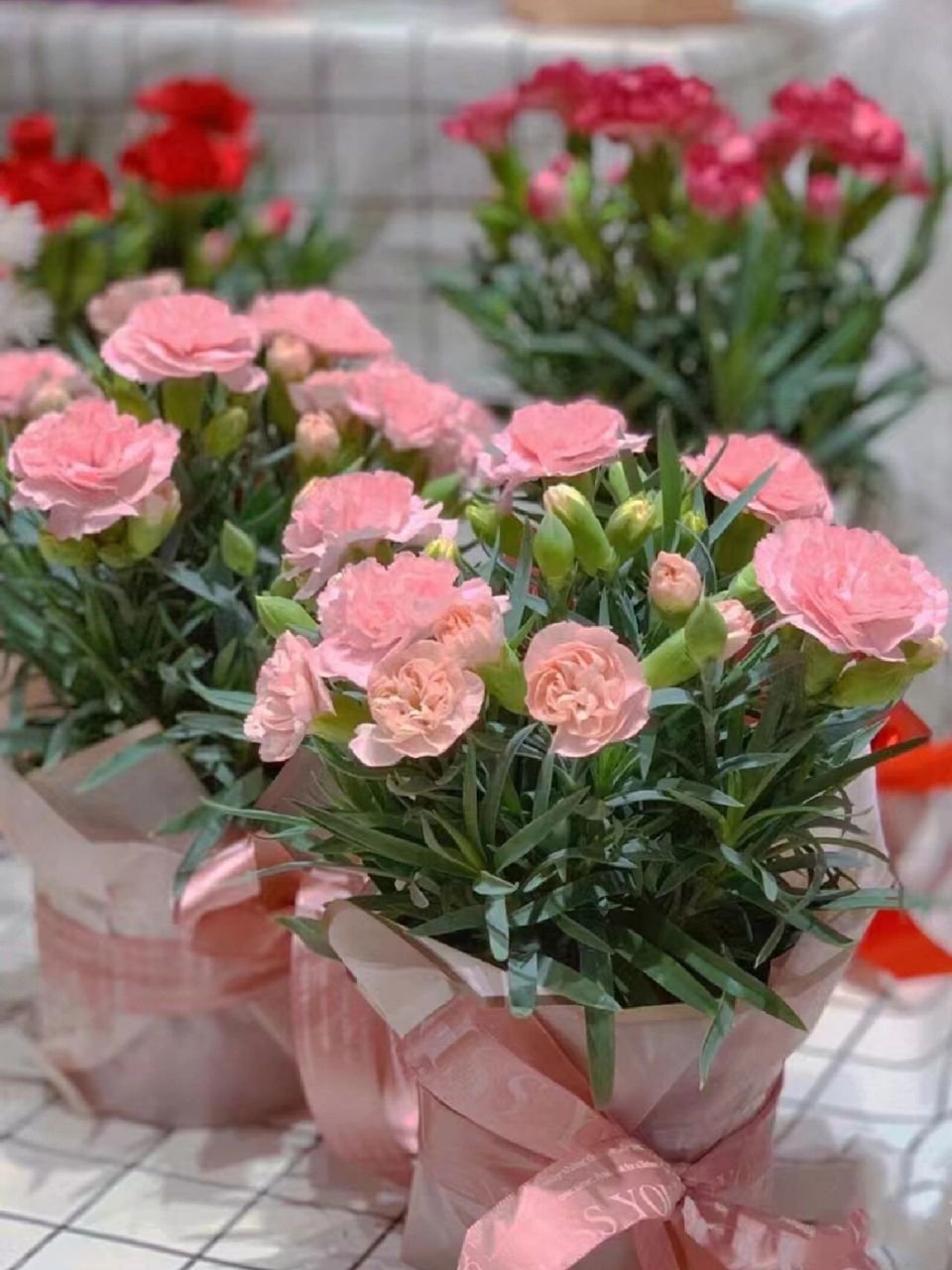 植物养护知识 | 康乃馨 今天是母亲节,大家女神节快乐呀,祝我们拥有