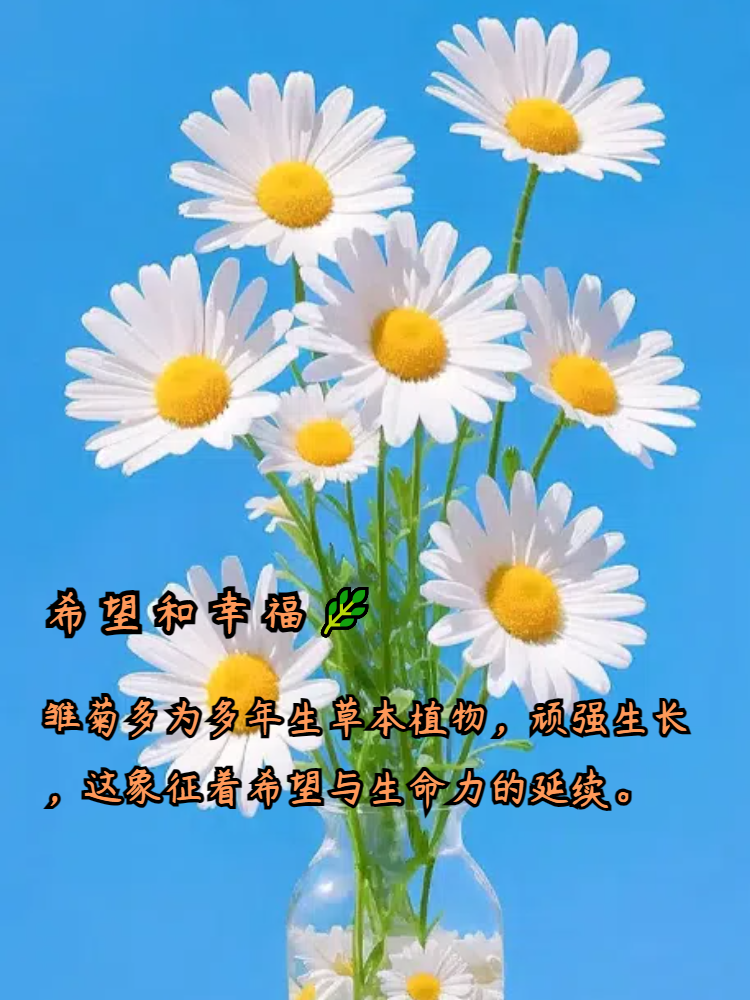 雏菊花语象征与寓意