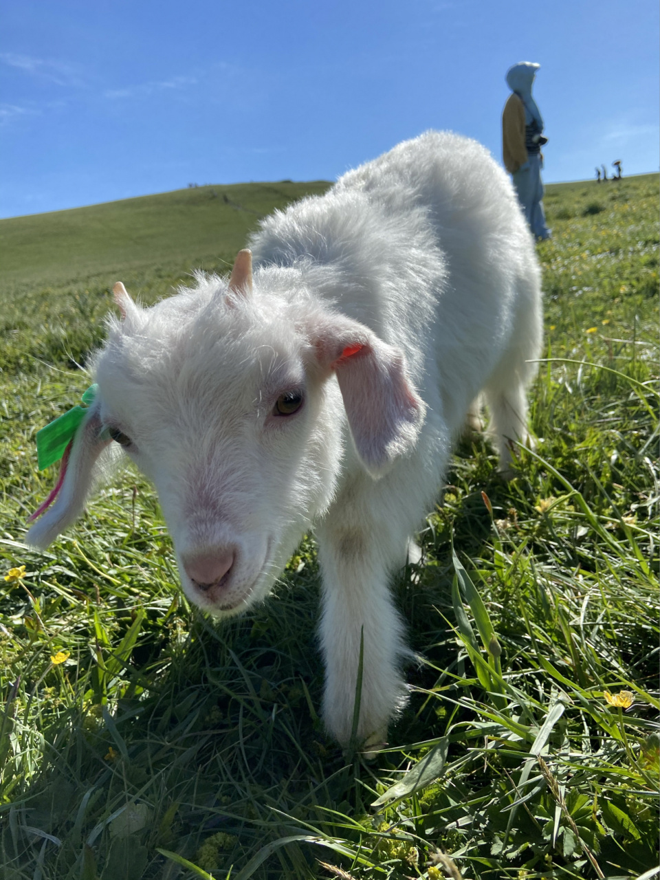 来新疆必打卡点喀拉峻大草原亲自去过之后,我觉得可以帮你们省门票了