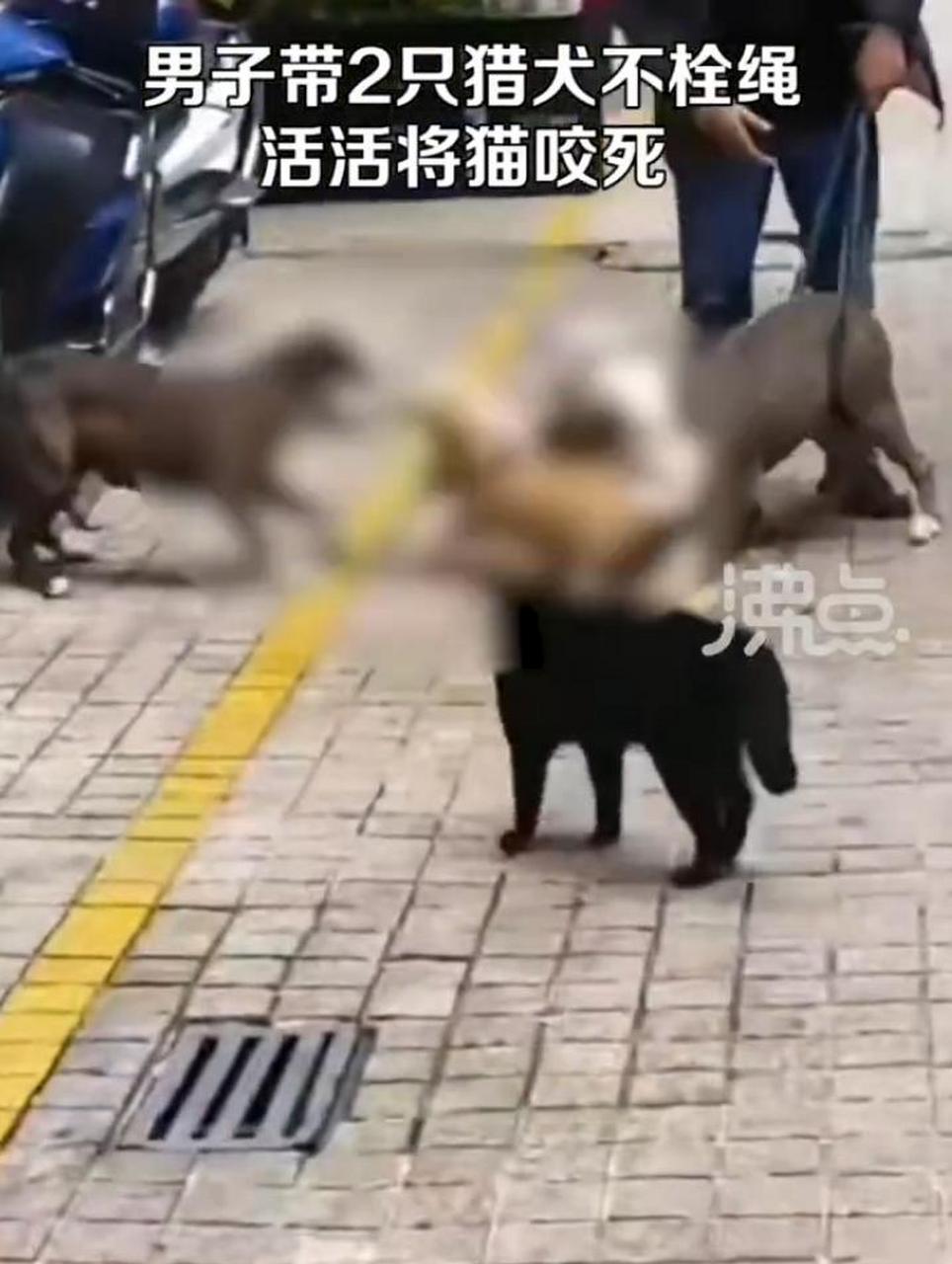 【男子带2条猎犬不栓绳活活将猫咬死 知情者:已报警 狗主人赔了1000元