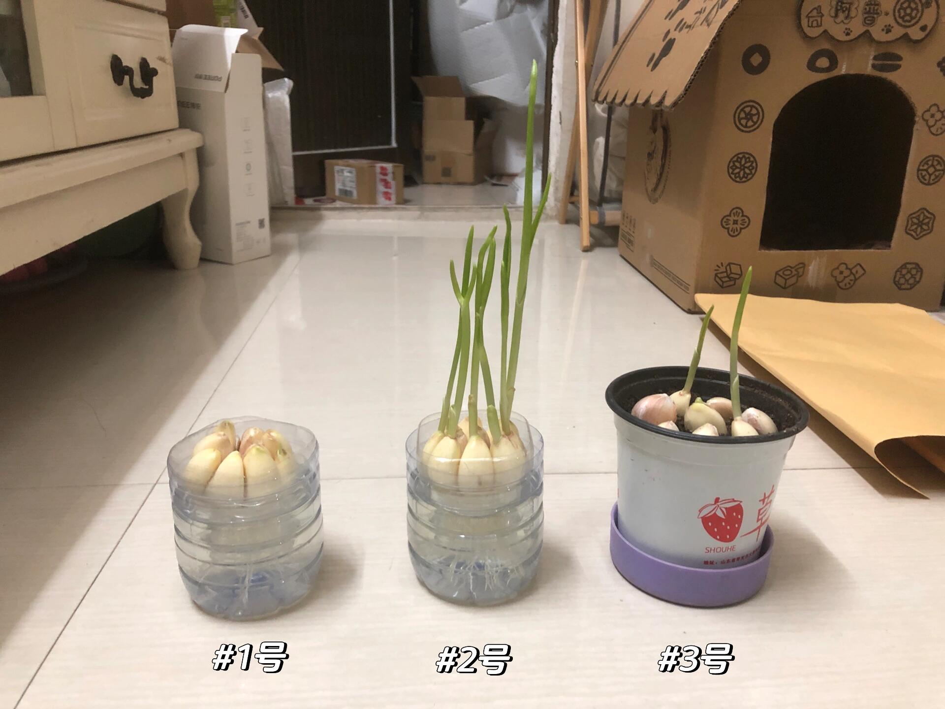 水培大蒜观察日记第十天