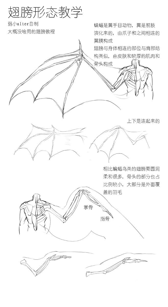 绘画教程分享|翅膀的画法 宝子们快看看这个教程 简直啦教的也太详细