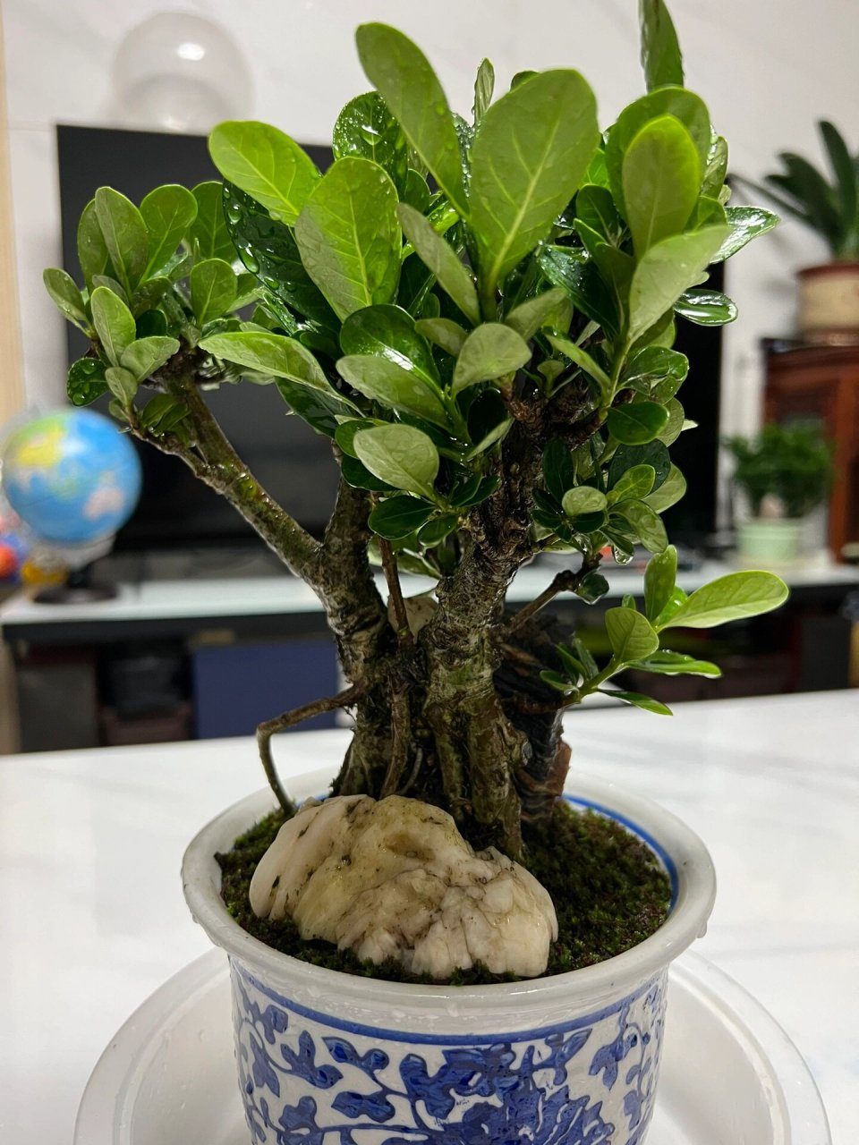 达摩栀子花 达摩栀子花,因其叶子圆钝,又名丸叶栀子花,属日本品种.