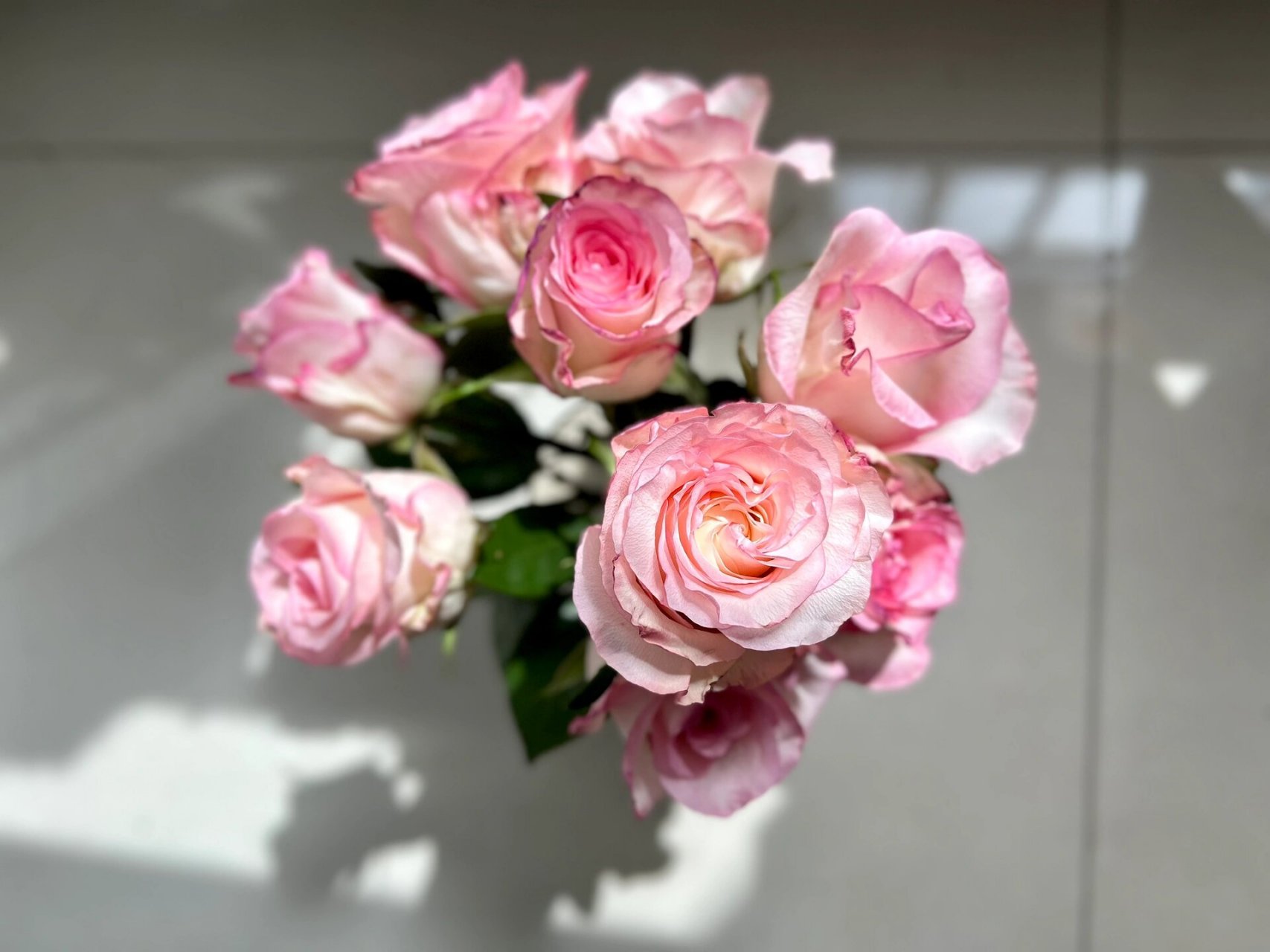 逸禾洋娃娃玫瑰分享 看到图片上是我喜欢的温柔颜色,图片开度很好