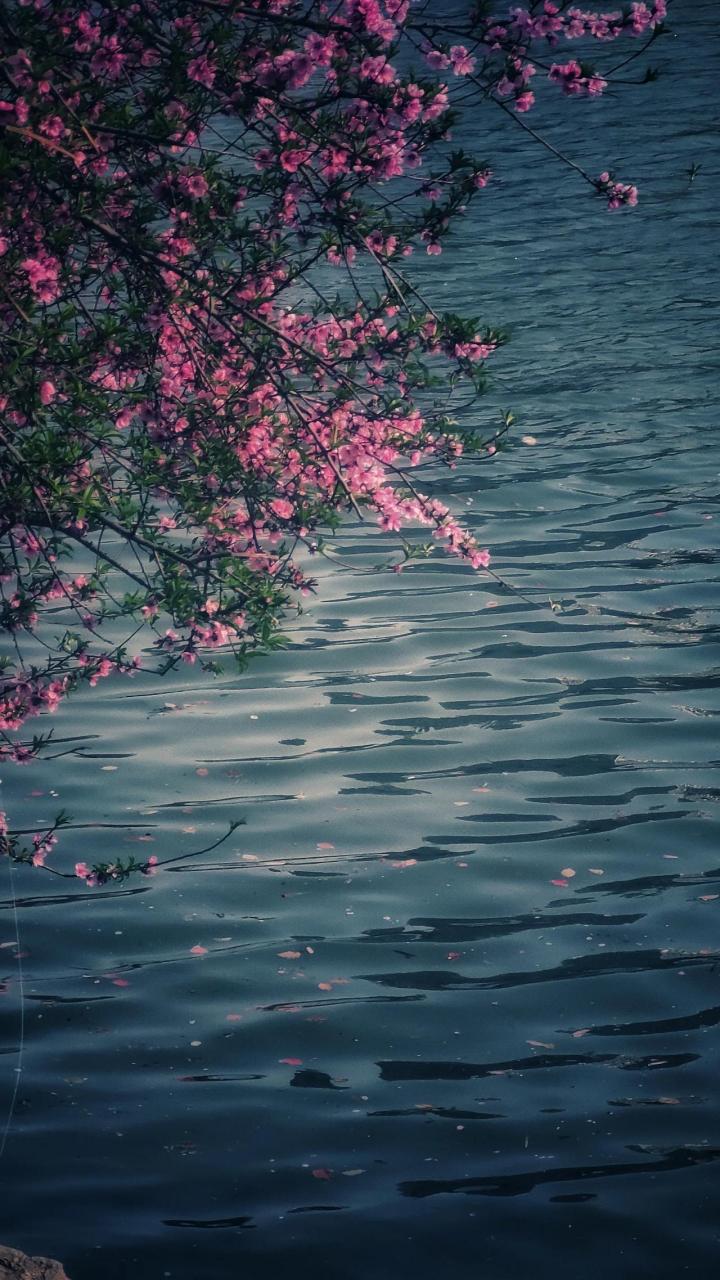 水边的一株 丰盛桃花