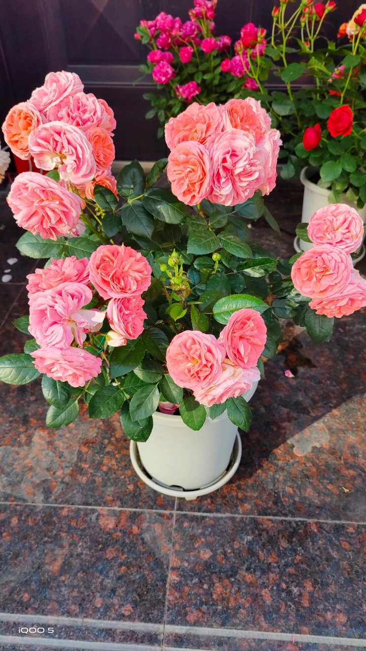 月季测评之 诺娃 阳台系列微月,鲑鱼粉色,颜值较高,株型矮小丰满,多头