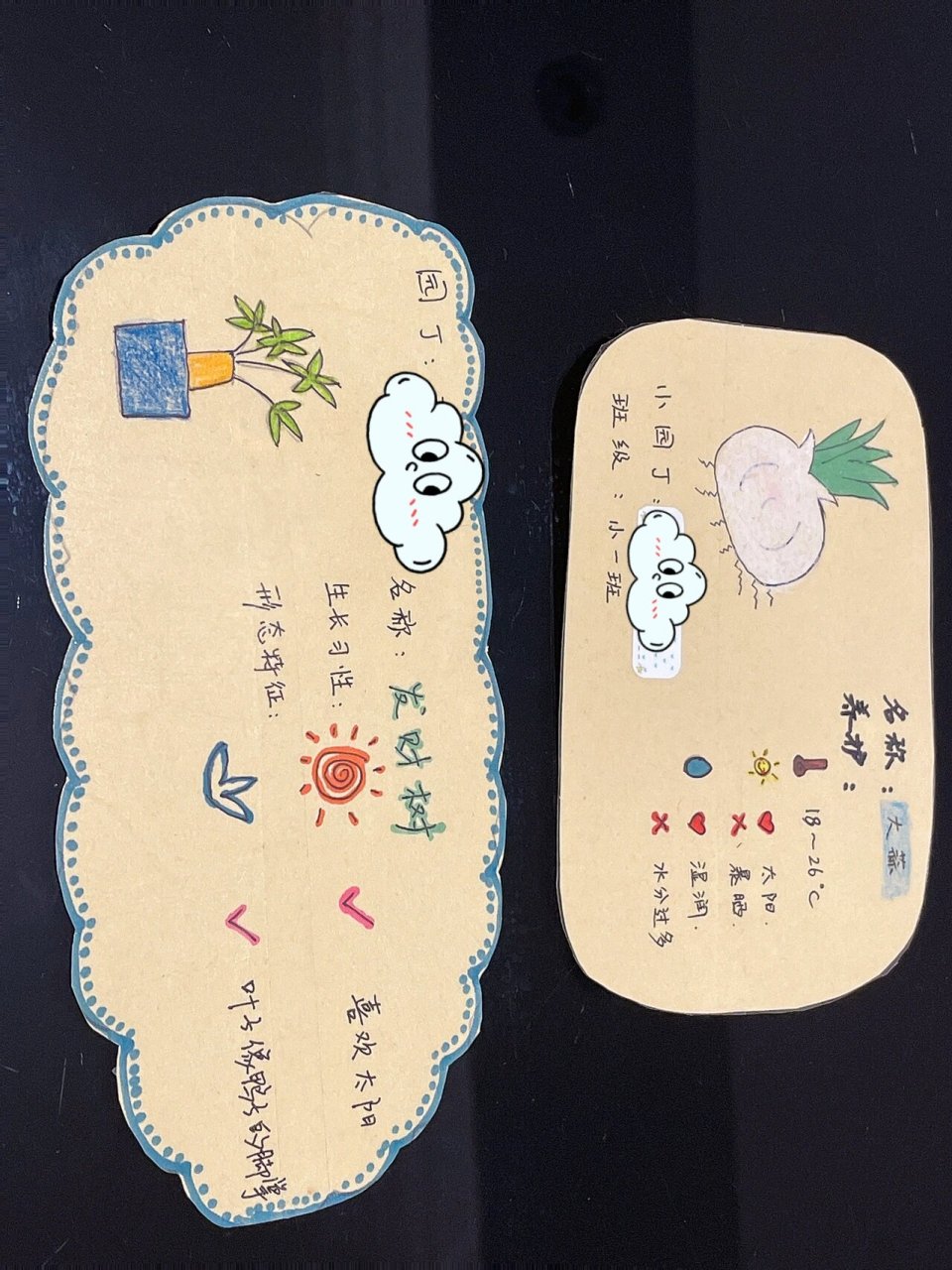 大蒜 幼儿园小班以来的第一份家庭作业之,制作发财树和大蒜植物标签