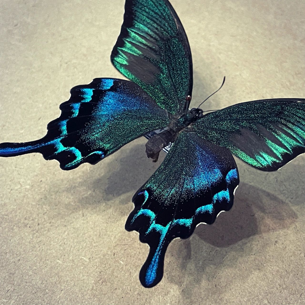 蝴蝶标本-凤蝶篇 德氏翠凤蝶,一种和绿带翠凤蝶很像的蝴蝶,是近些年来