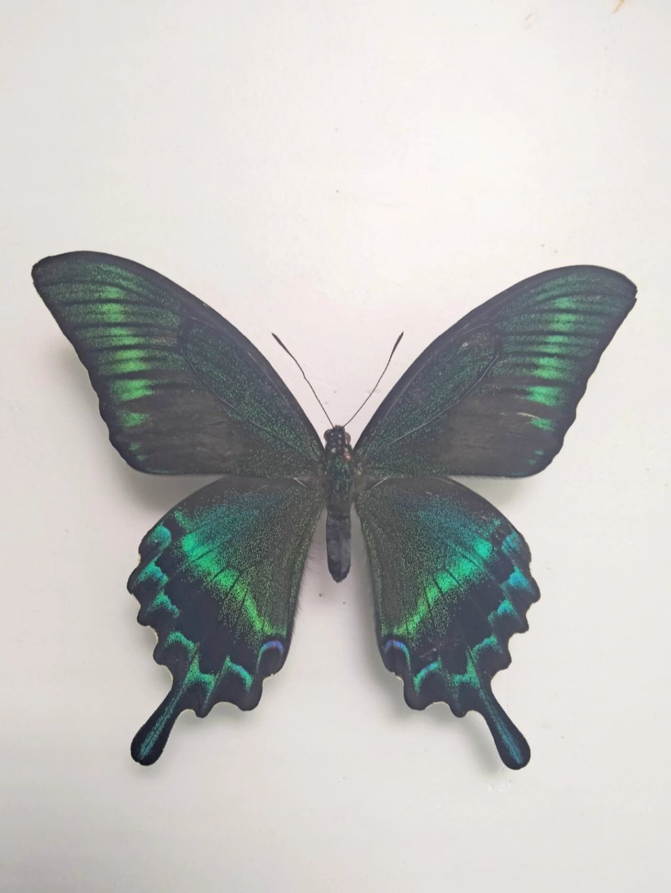 绿带翠凤蝶夏型 四只雄蝶,采集自黑龙江.