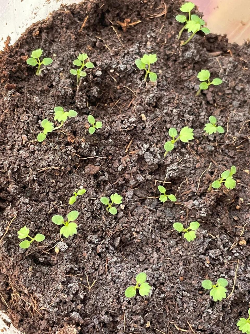 7 籽播草莓91发芽第20天 第二片真叶97欲发 图一,籽播草莓91