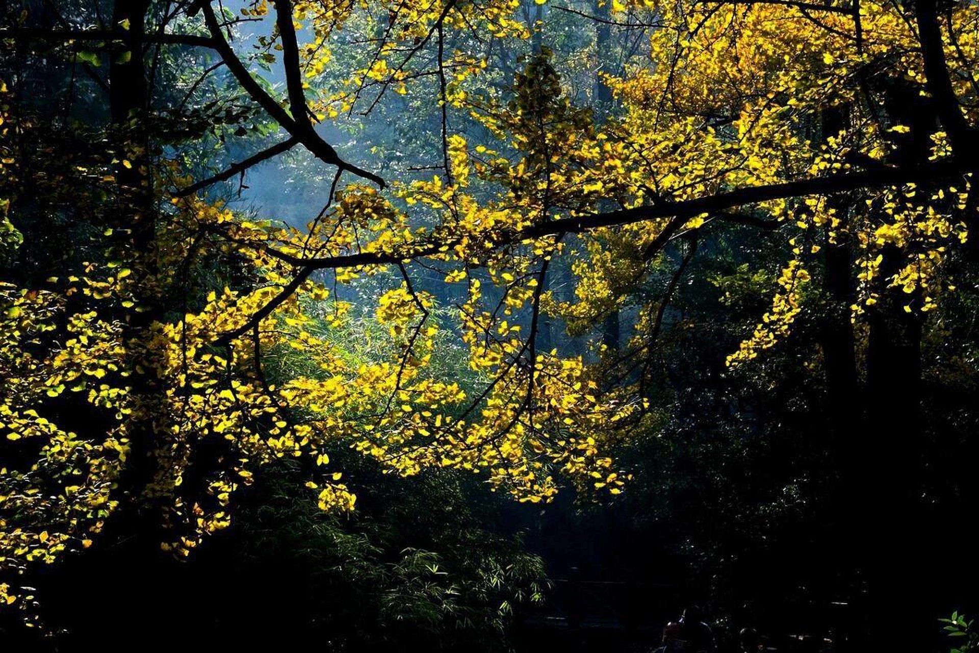 白果飘香,人间满目皆清欢 妥乐古银杏风景区, 位于贵州六盘水市盘州市