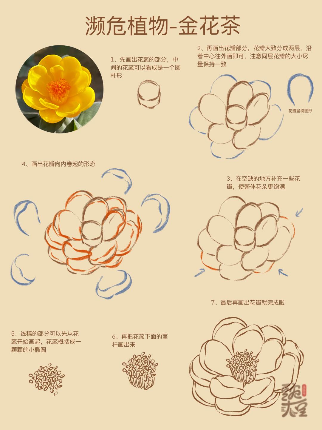 速写-中国珍稀植物2-金花茶