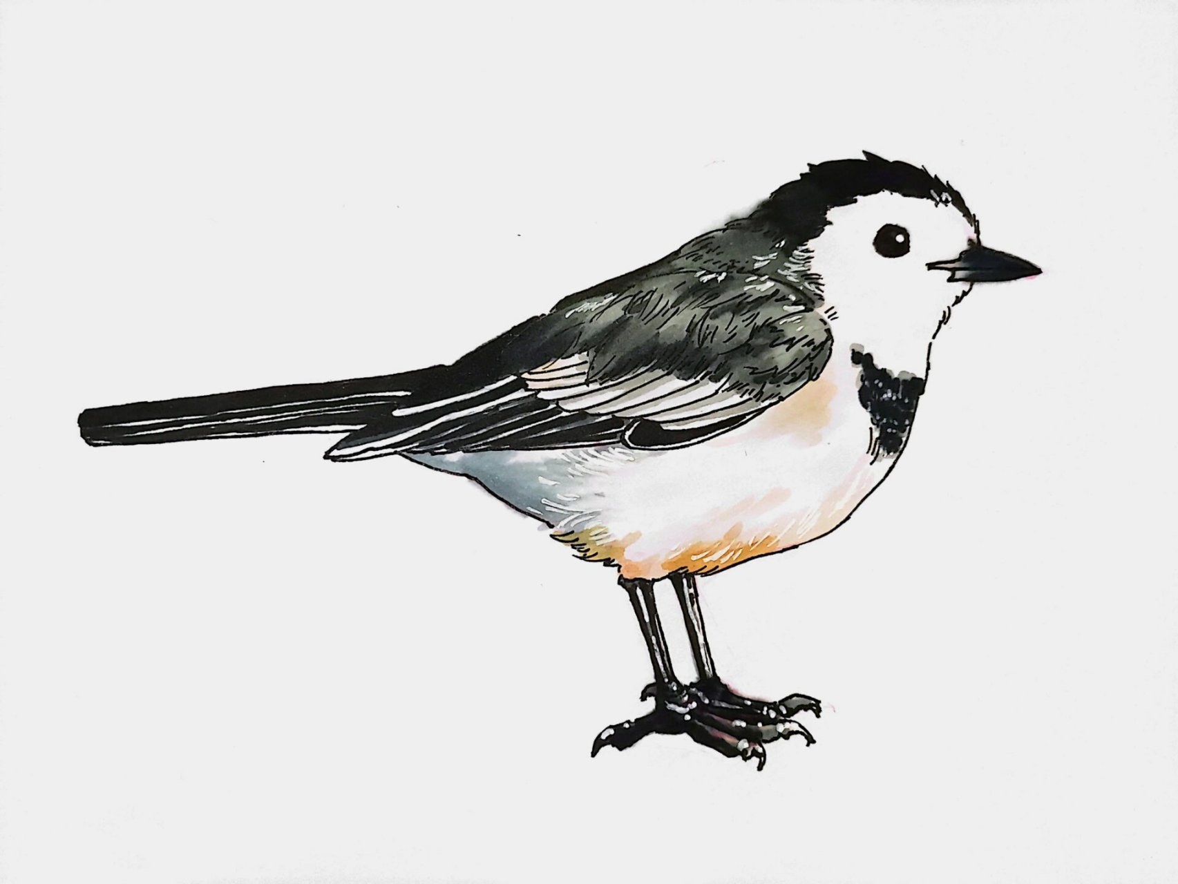 比例崩坏的白鹡鸰 好久没画鸟了,这次画个马克笔速写玩玩～渣画轻喷