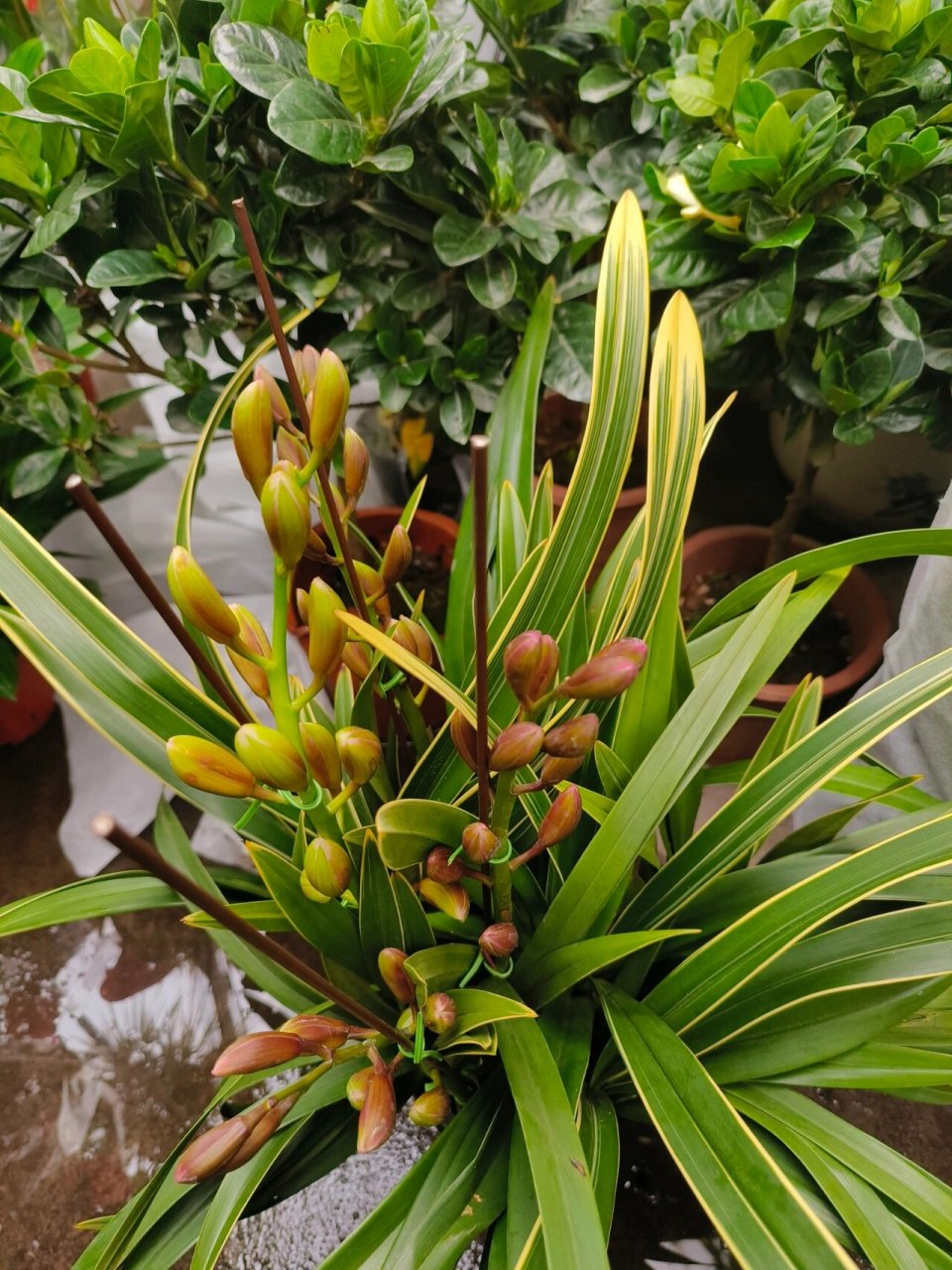 金边中国龙兰花73年宵花73乌鲁木齐绿植 金边中国龙兰花 送亲朋送